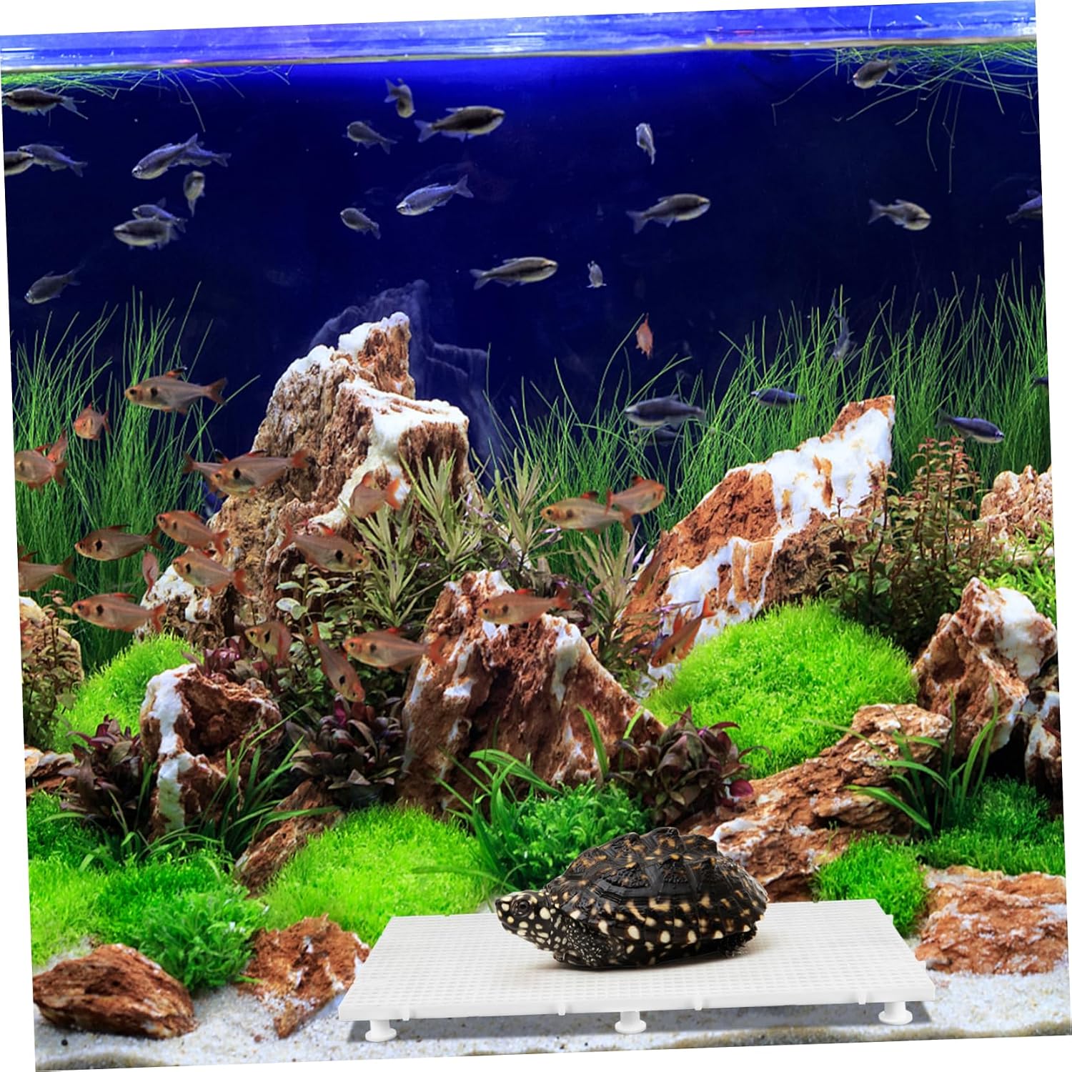 VANZACK 1set Aquarium Dividers for Fish Tank Isolation Tortoise Basking Platform Bottom Sturdy Material Easy to Install Non-Submersible Design Includes Support