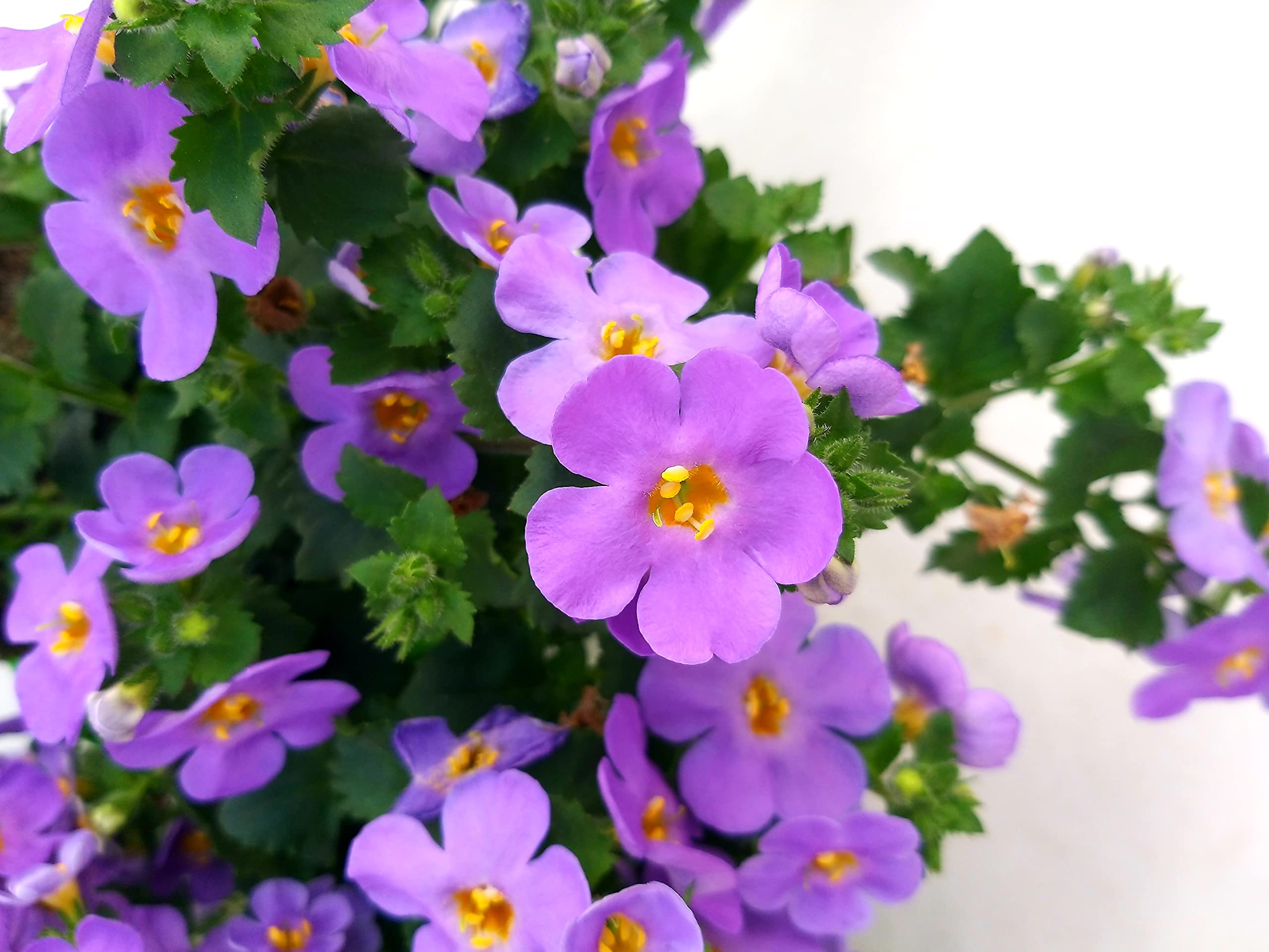 POWERS TO FLOWERS - BACOPA LILLA, 2 PIANTE VASO 14cm, piante vere
