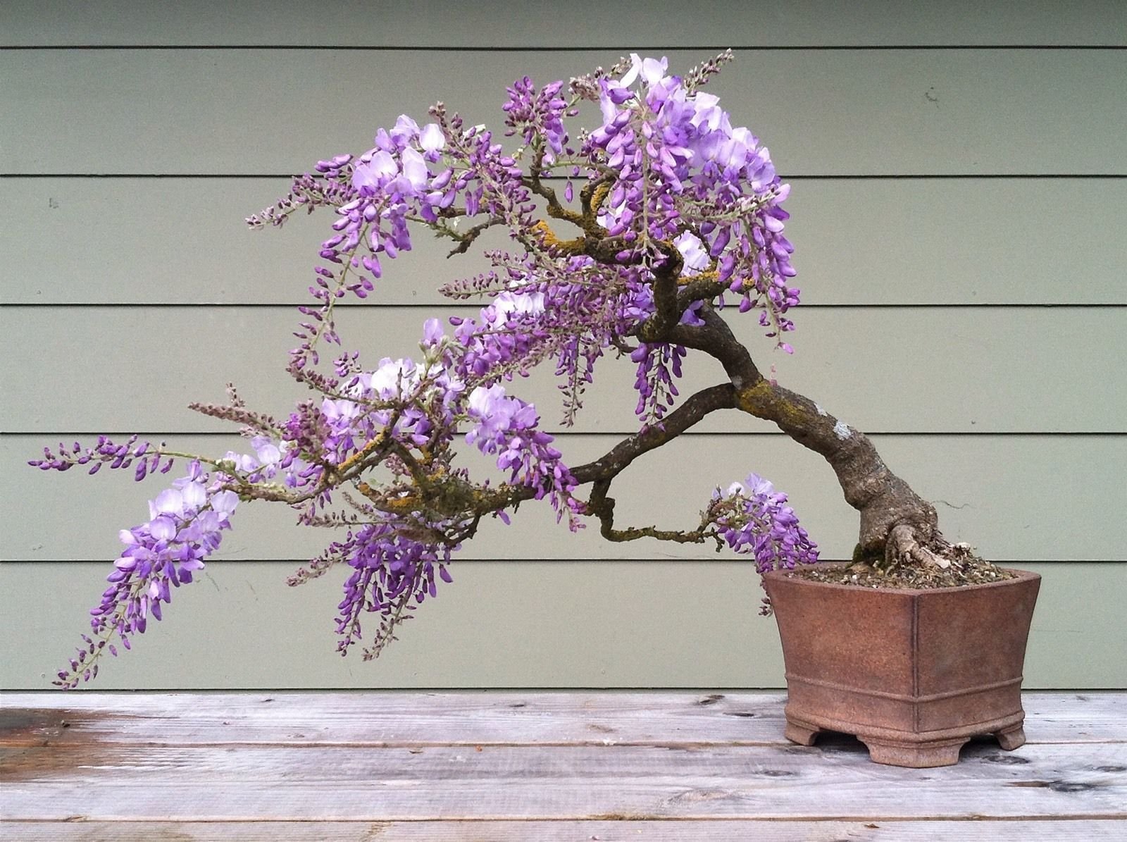 M-Tech Gardens Rare Ornamental Indoor Dwarf Blue Wisteria Flowering Tree 10 Seeds Pack (B076MPHBVP) Amazon Price History, Amazon Price Tracker
