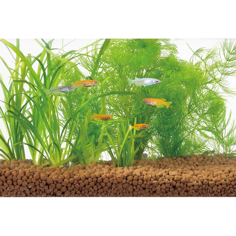 Amazon.co.jp: GEX ジェックス メダカ水景 ろ過する赤玉土小粒