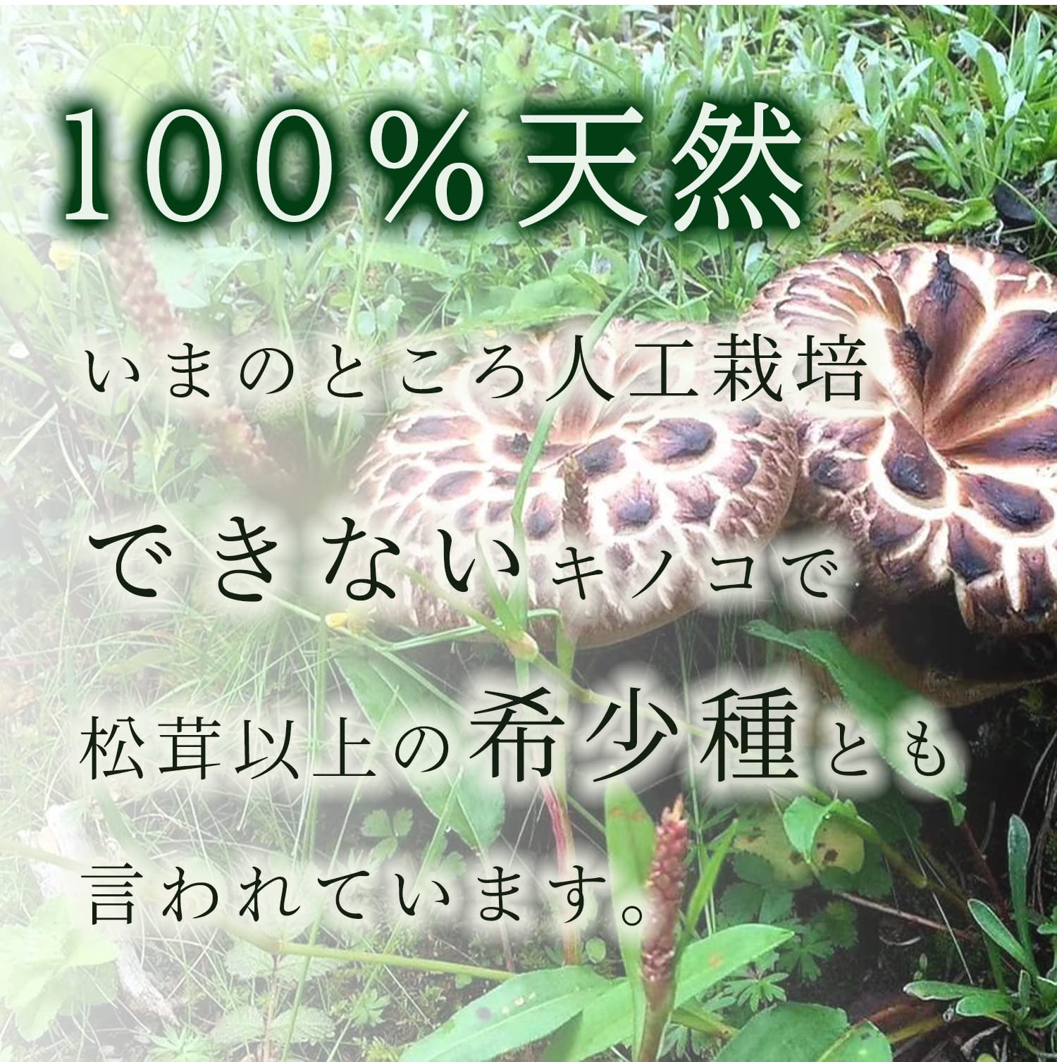 Amazon.co.jp: 大洋物産 香茸 コウタケ 乾燥 ( 50g / 雲南産 / 鹿茸 