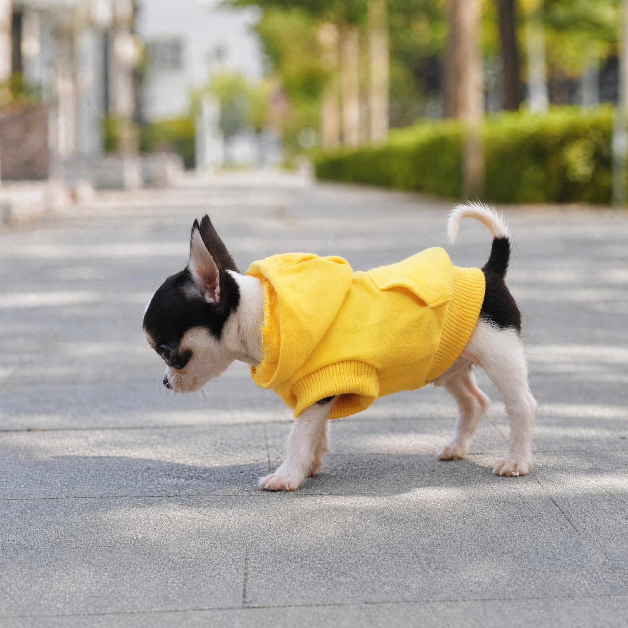 LOPHIPETS - Sudaderas con Capucha de algodón para Perros pequeños, Chihuahua, Ropa para Cachorros, Abrigo para Clima frío, Amarillo/XS