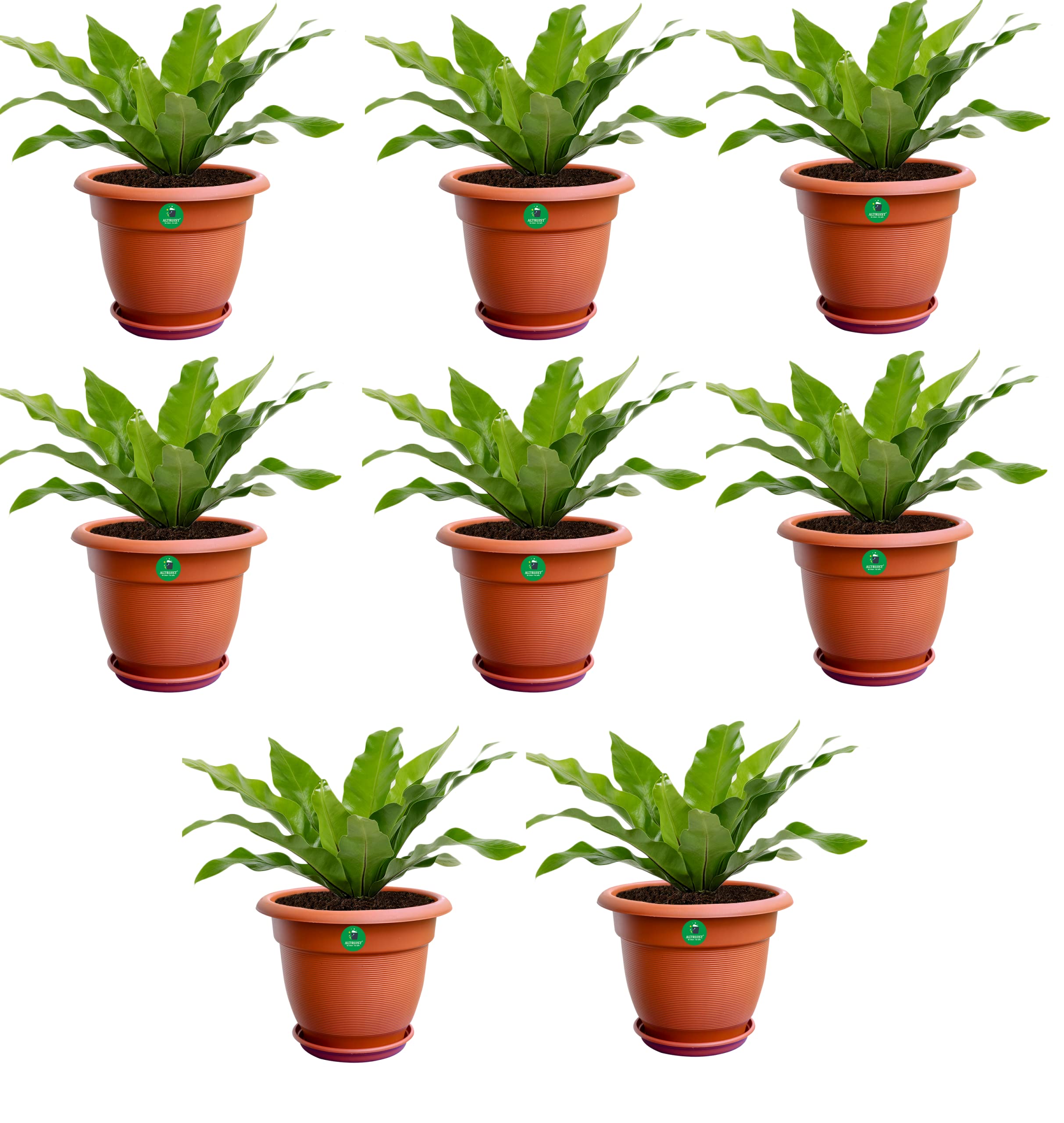 See full amazon price history chart for Altruist Flower Pots for Plants and Flowers with Free Tray Size 12Inch - Brown (Pack of 8) Altruist Flower Pots for Plants and Flowers with Free Tray Size 12Inch - Brown (Pack of 8) (B097RTPVPK) Amazon Price History, Amazon Price Tracker