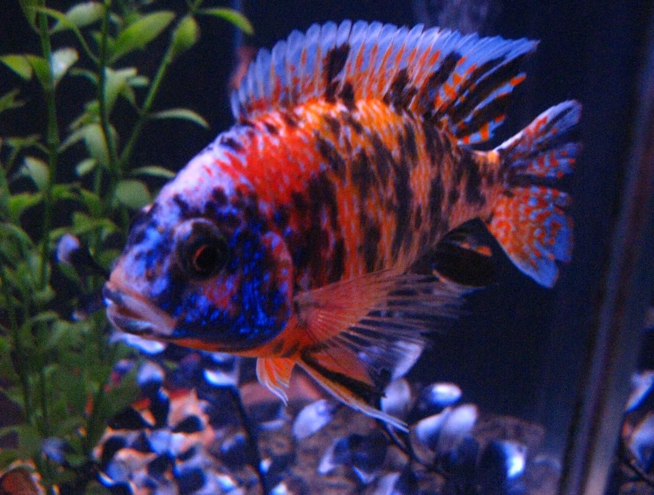 WorldwideTropicals Live Freshwater Aquarium Fish - 3.5-4" OB Peacock Cichlid - 3.5-4" OB Peacock Fish Live Freshwater Fish - Live Tropical Fish - Great for Aquariums - Populate Your Fish Tank!…