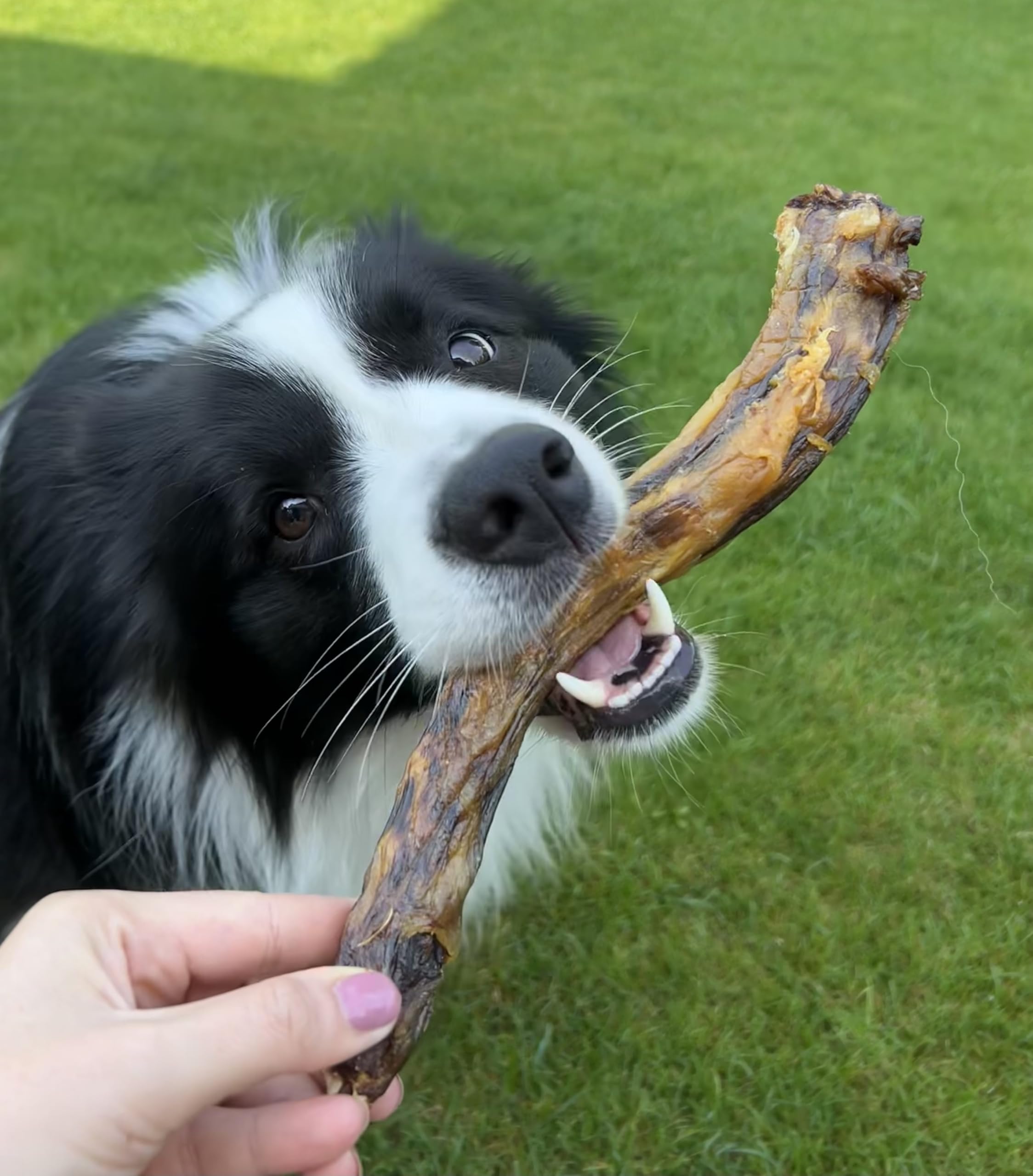 Hühnerhälse für Hunde, schonend getrocknete Hähnchenhälse natürliche Hundeleckerlis, 100% ohne Zusatzstoffe, proteinreicher Kausnack für kleine und mittelgroße Hunde, 5 kg
