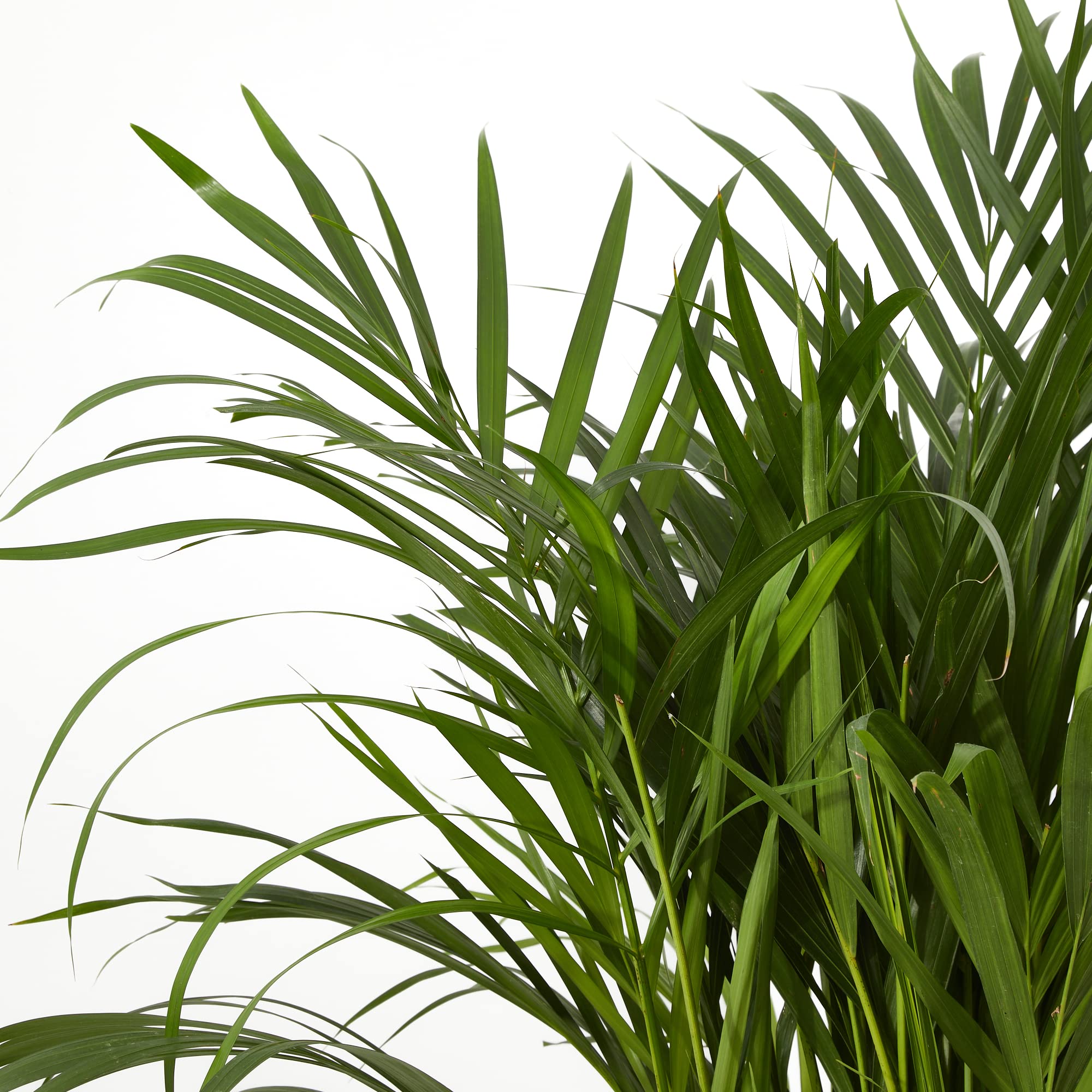 Verdecora Dypsis Areca Lutescens | Palmera Tropical | Palmera Amarilla | Palma de Frutos de Oro | Palmera bambú | Reina de Las Palmas | Planta Natural de Interior o Exterior en Maceta de Ø20cm