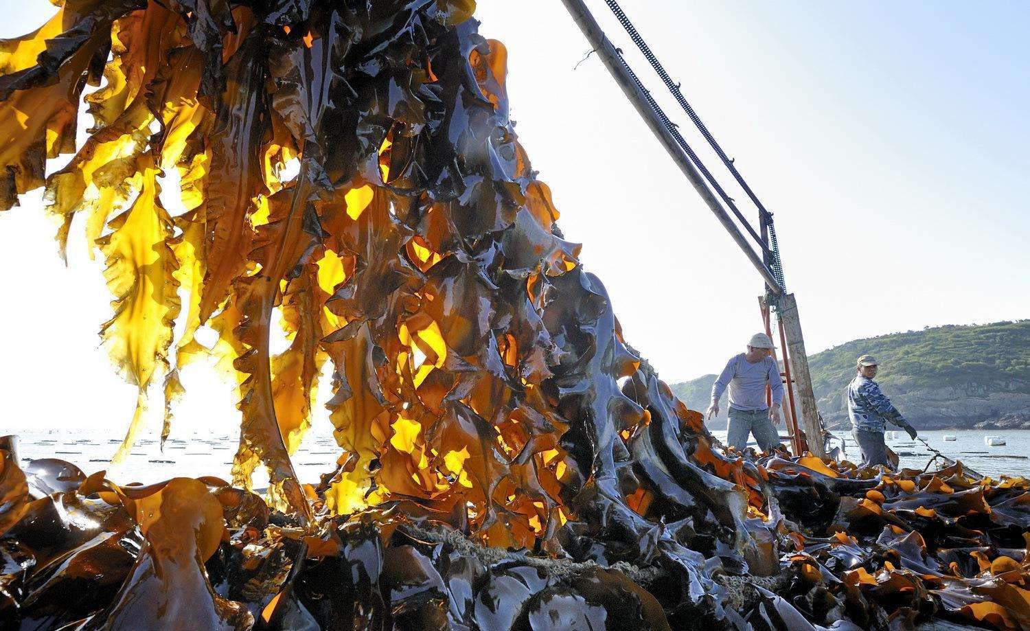 Kelp, kombu ,seaweed,Laminaria Japonica 500G
