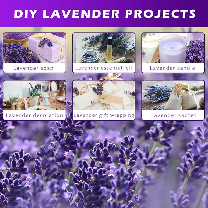 Lavanda Seca Uieke 2 Paquetes 280-300 Tallos Decoración Hogar miniatura 7