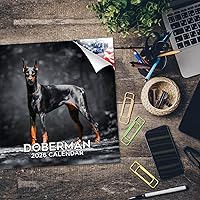 Vista 898 de Razas de Perros 2017