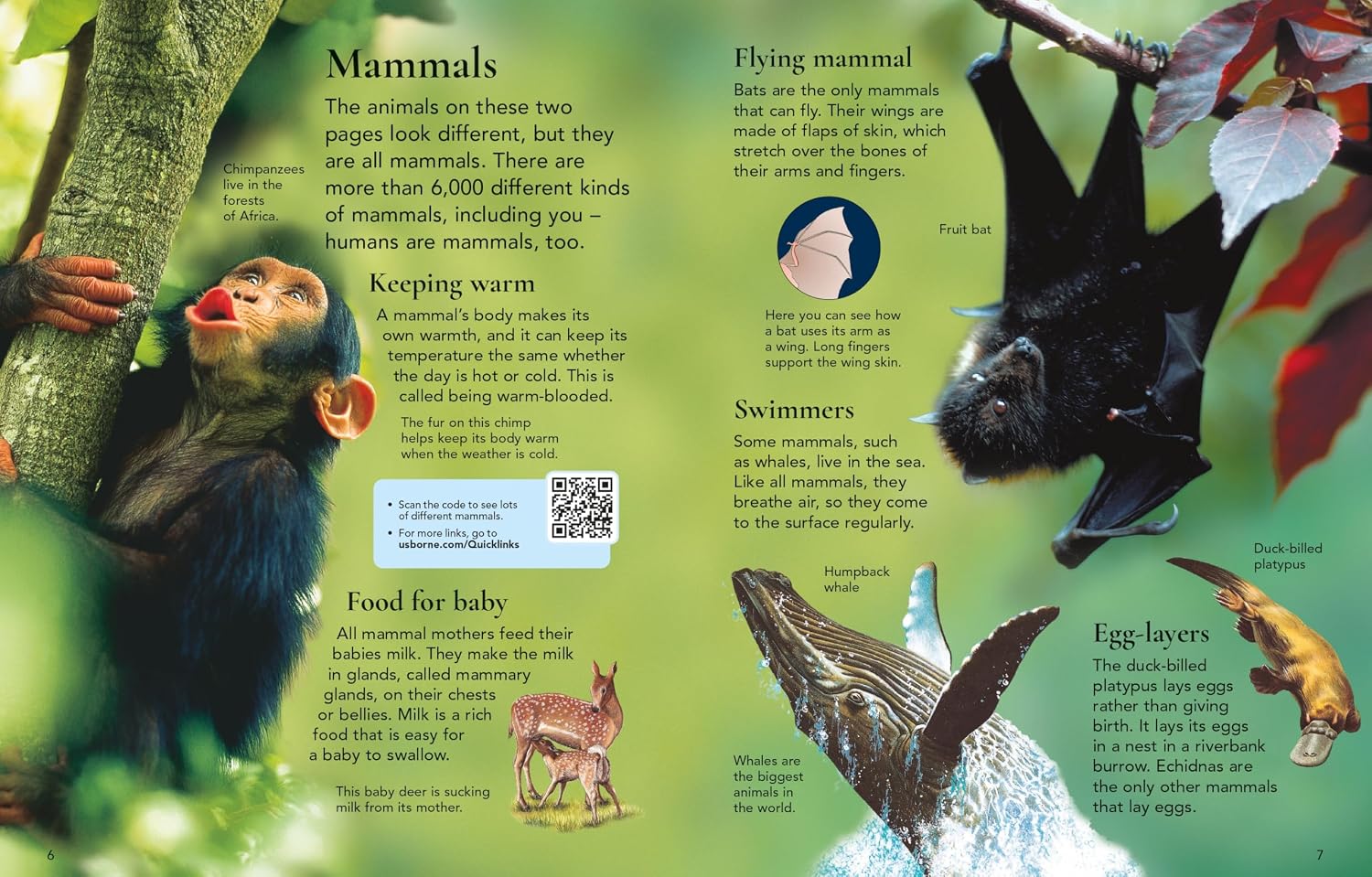 First Encyclopedia of Animals: An Illustrated Wildlife Guide About the Animal Kingdom for Curious Kids (Ages 5-8)