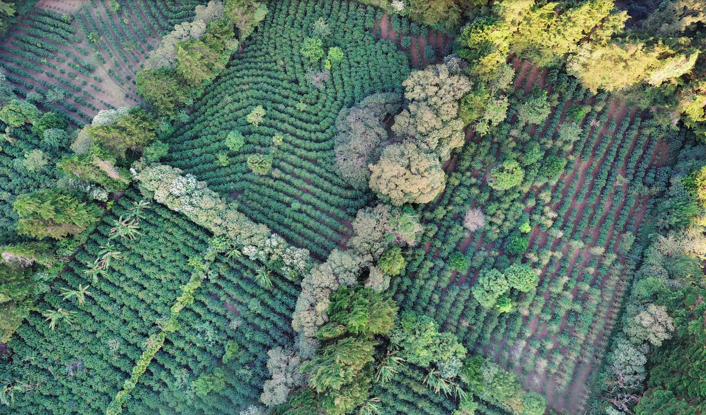 Cafe Monteverde - Medium Roast Coffee Bundle - Costa Rican Single Origin 100% Arabica Coffee - Whole Bean (3-pack).