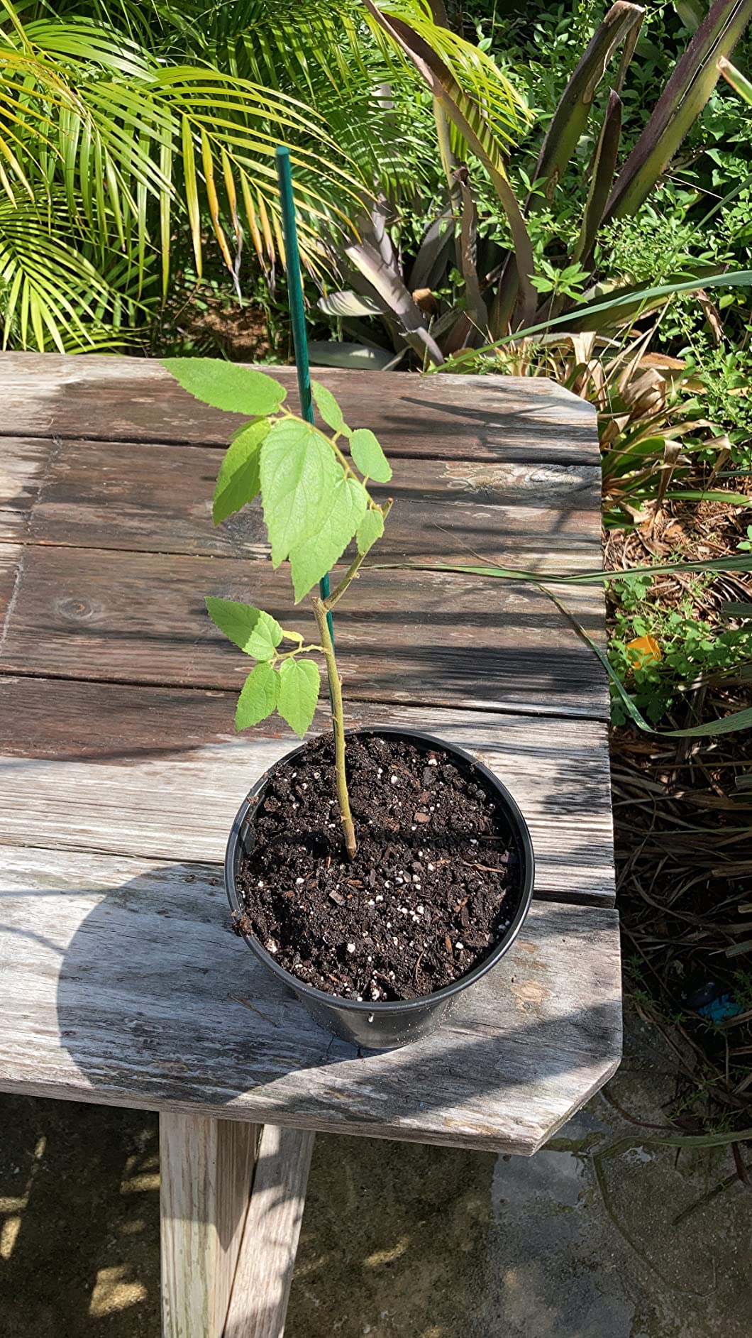 6/mo Finance Red Jamaican Cherry (Strawberry Tree) Muntingia