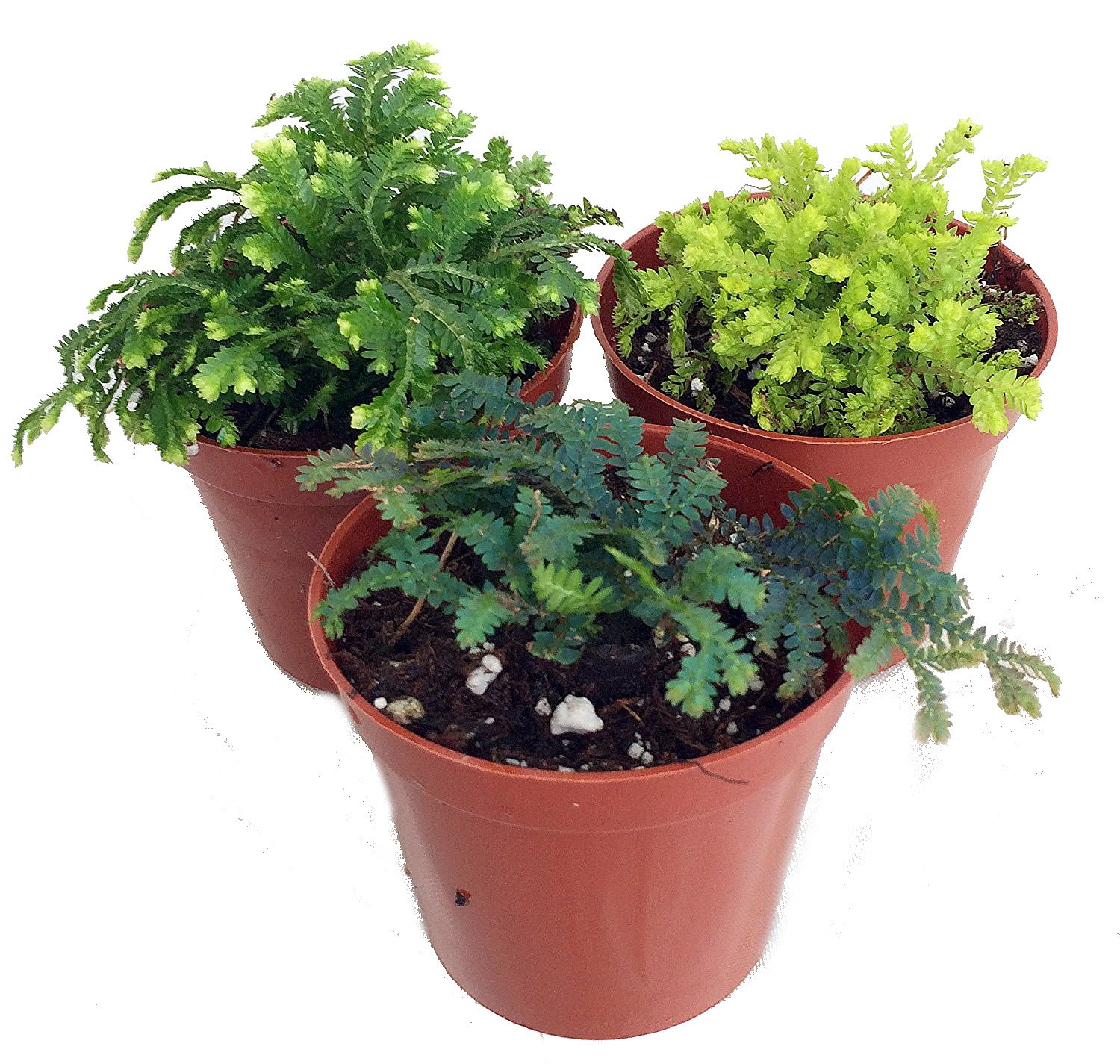 3 Club Moss Plants from Hirt's Gardens