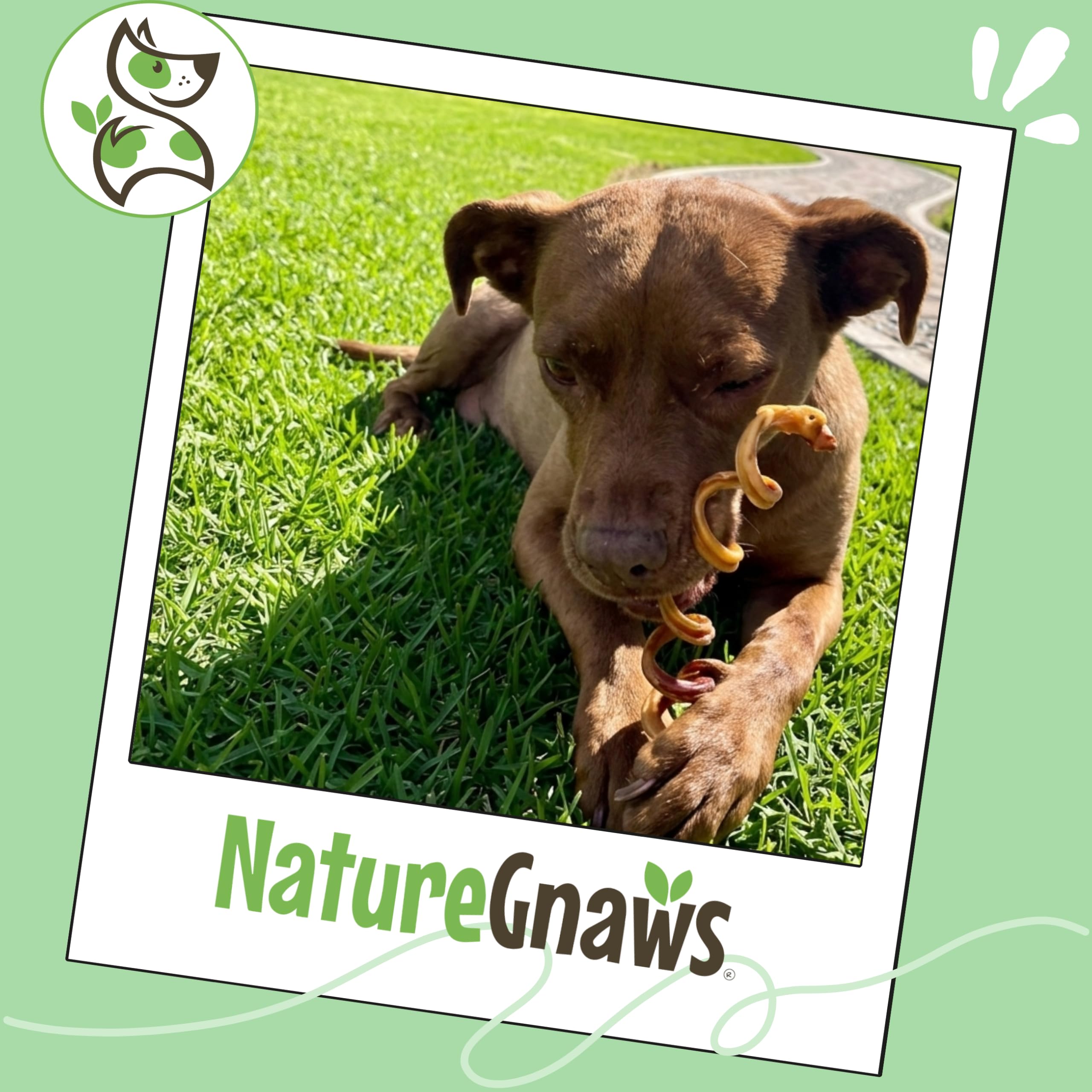 Nature Gnaws Bully Stick Springs - Muelles para Perros, Huesos de Res Naturales de Primera Calidad, golosinas masticables en Espiral de Larga duración, sin Cuero Crudo, 7-10 Pulgadas