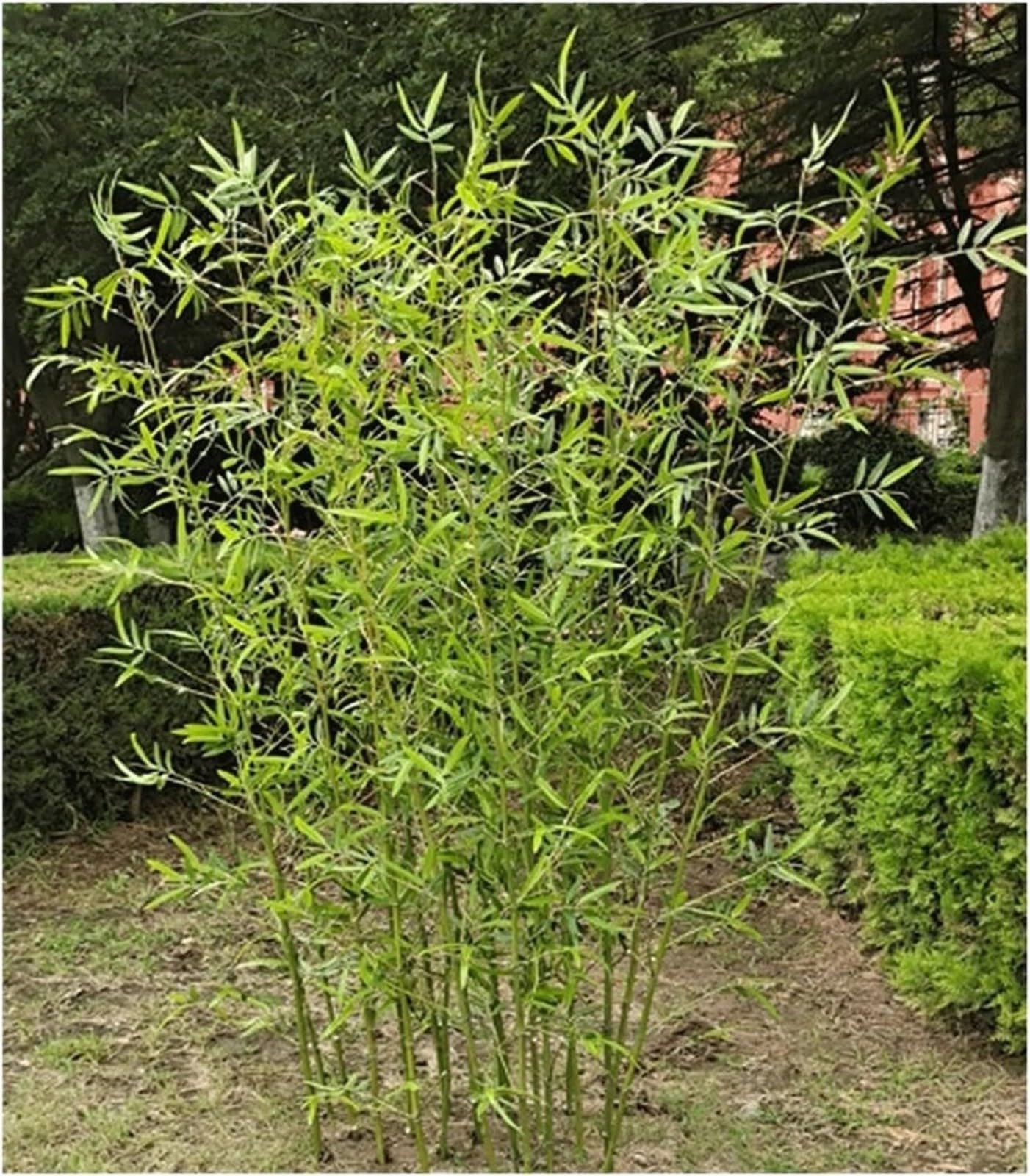 Albero di bambù artificiale per uso esterno, 1 m, pianta di bambù finto per casa e giardino, decorazione da parete verde, foglie in plastica, 5 steli recinzione in bambù.
