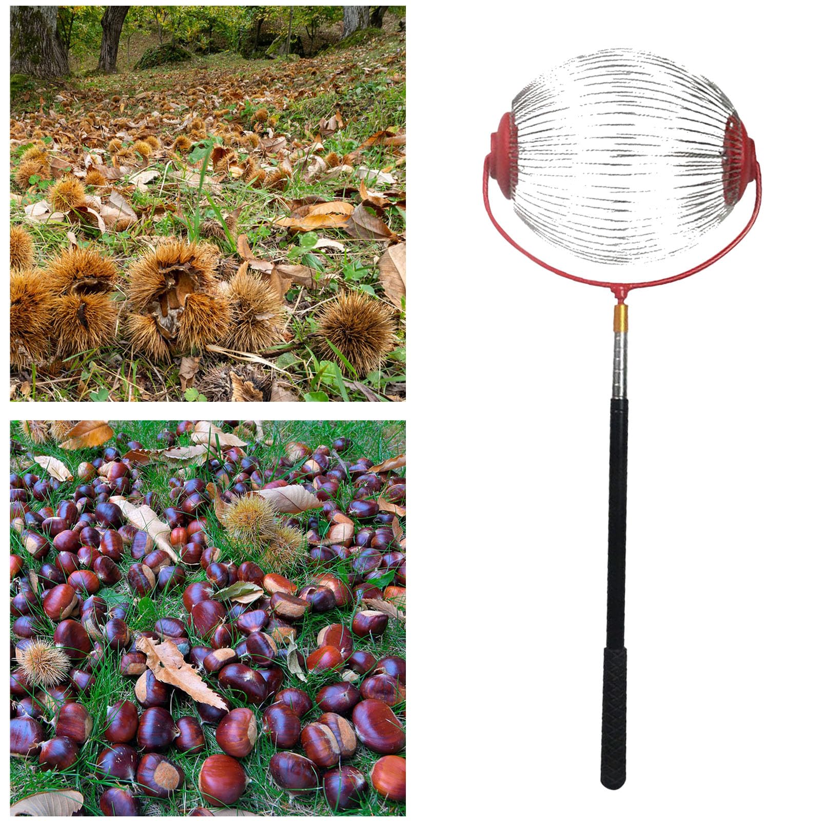 Generisch Recolector de nueces de acero inoxidable con mango telescópico, recogedor ajustable y ergonómico, recogedor de castañas y recogedor de frutas para nueces, manzanas, peras, castañas, nueces