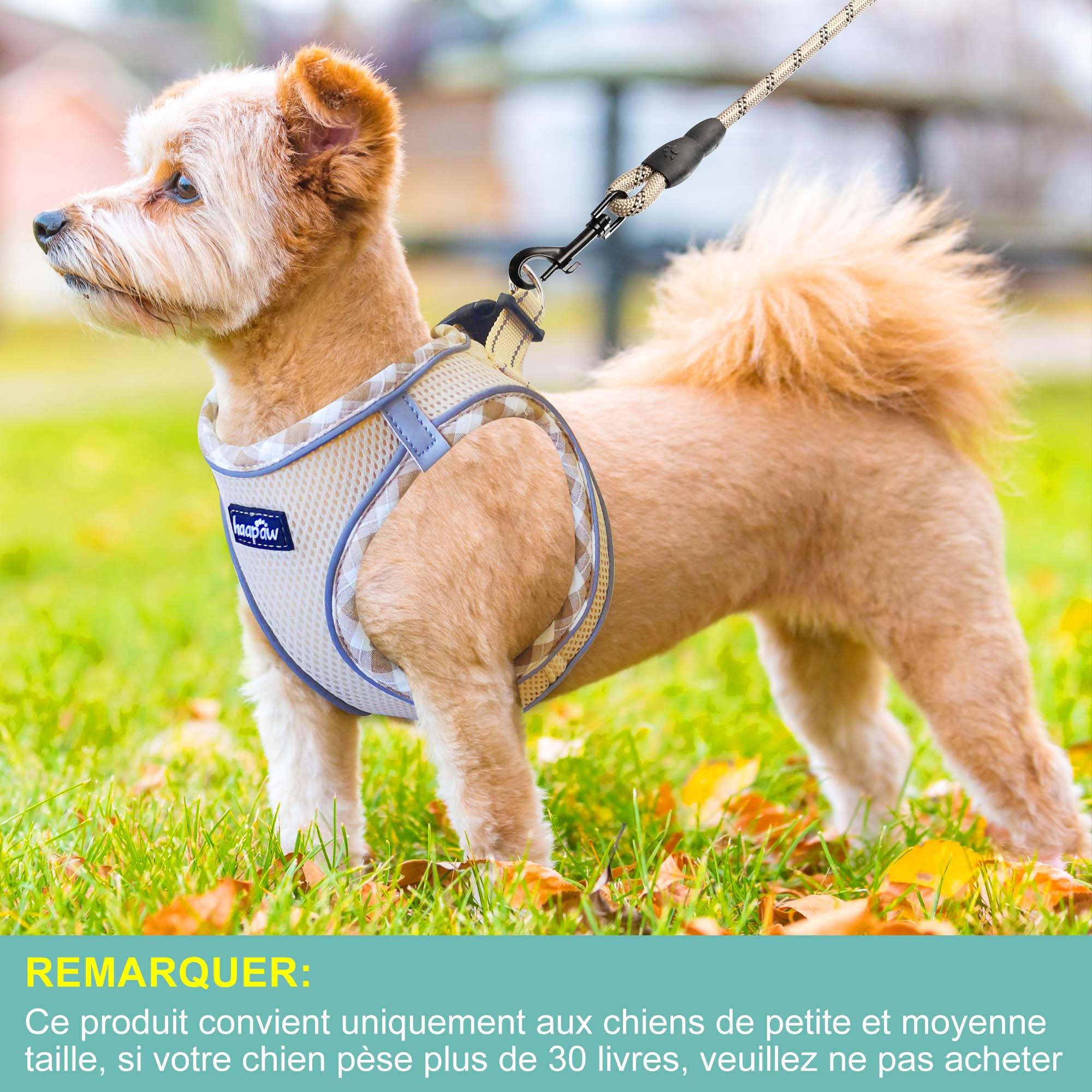 haapaw Ensemble Harnais et Laisse pour Chien - Harnais réglable et réfléchissant avec Gilet rembourré épais pour Chiens de Taille XS et Moyenne