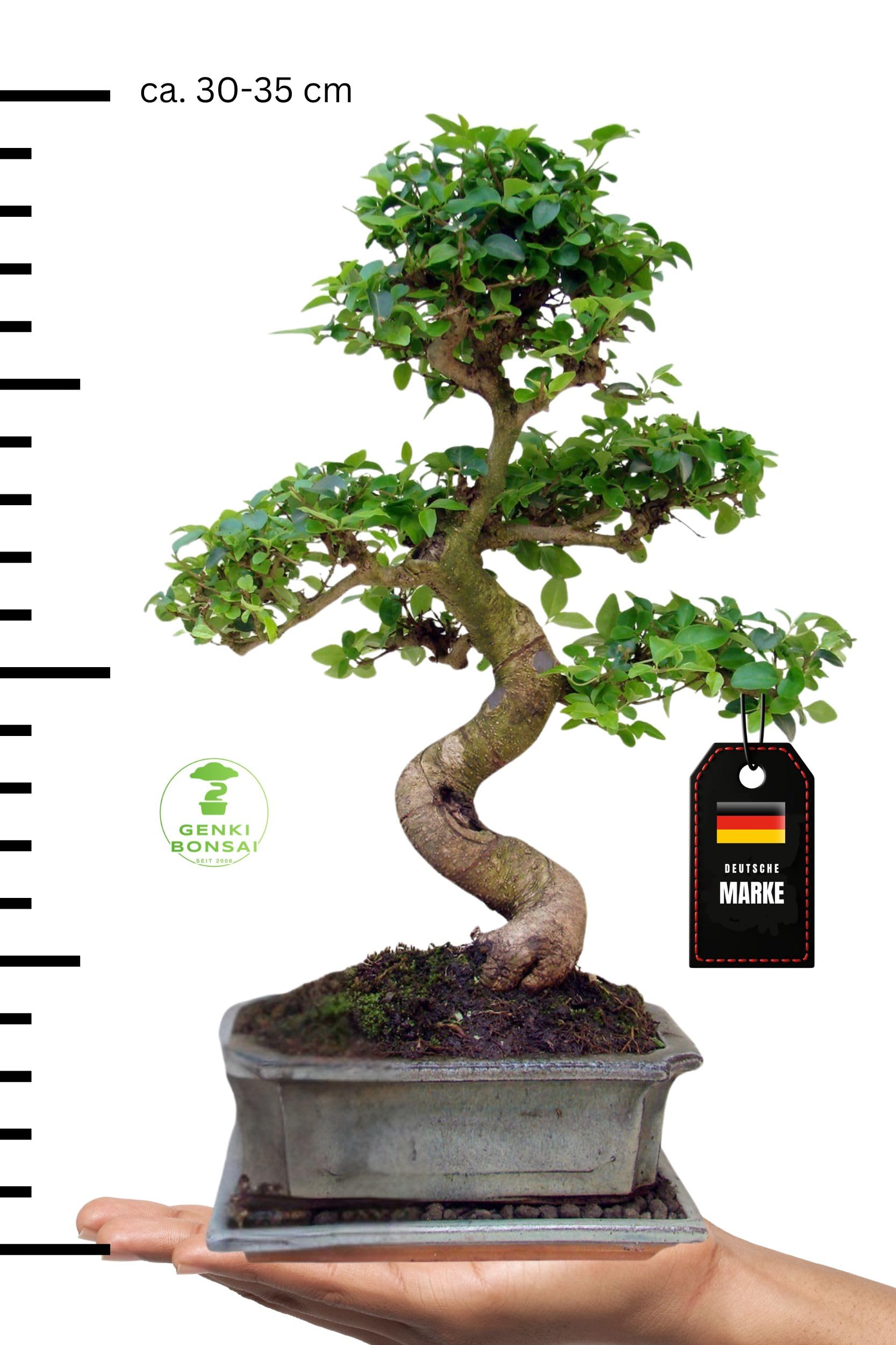 grow it bonsai Avergo Bonsai Starter Kit  Growing Jacaranda Bonzai Tree