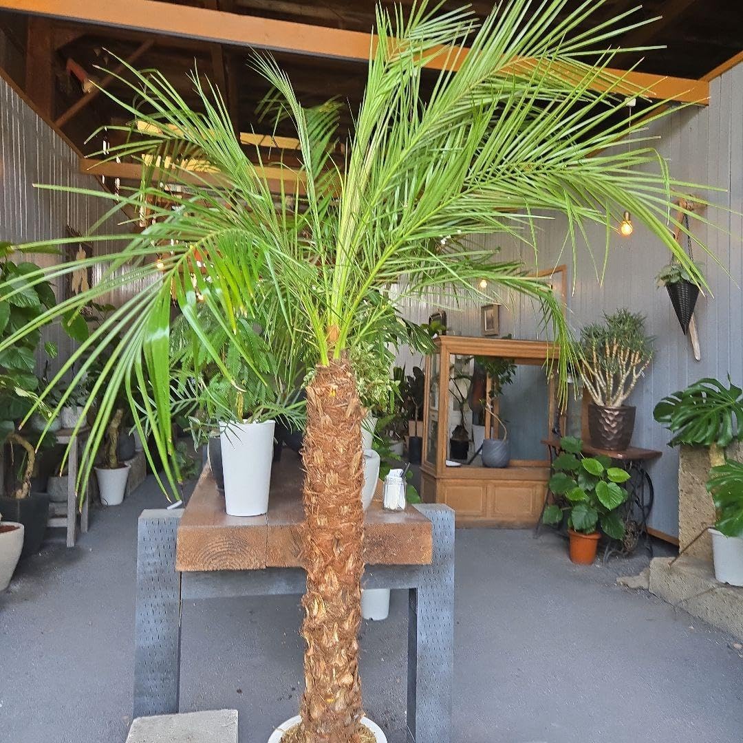 フェニックス ロベレニー 8号特大苗木最高等級極上品 クコの木