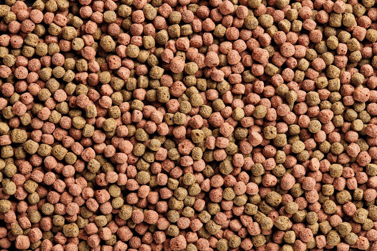 OASE Dynamix Koi Pellet groß 20 L - Koifutter für alle Kois ab 20 cm Körperlänge, Teichfischfutter in Pelletform (7-8 mm), für eine ausgewogene Ernährung