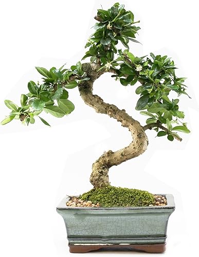 Árbol bonsái de té Fukien de 6"