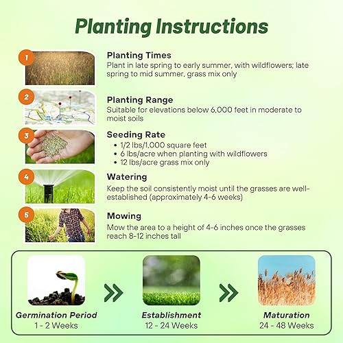 Miniatura 9 de Outsidepride Mezcla de semillas de césped nativo alto perenne de 25 libras de semillas de granos azules, hierba conmutadora y semillas de hierba
