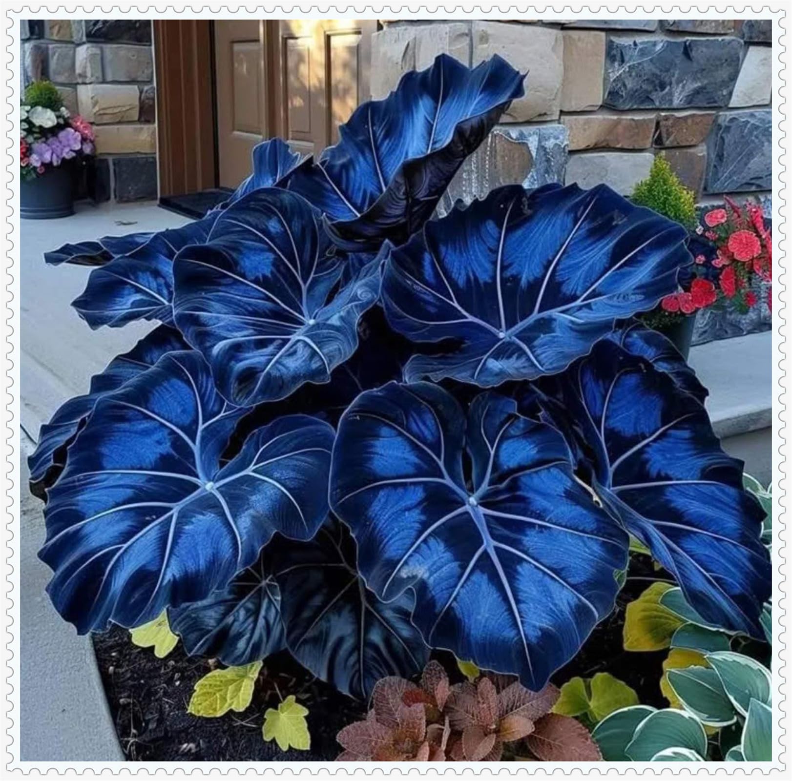 Hosta,Rare-Garden Flowers, Gift,Wedding Flowers,Hosta Bulbs for Planting UK,Natural Organic Bulbs,-4 Bulbs-C