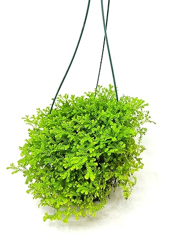 Miniatura 3 de Selaginella Moss Aurea - Maceta colgante de 4 pulgadas
