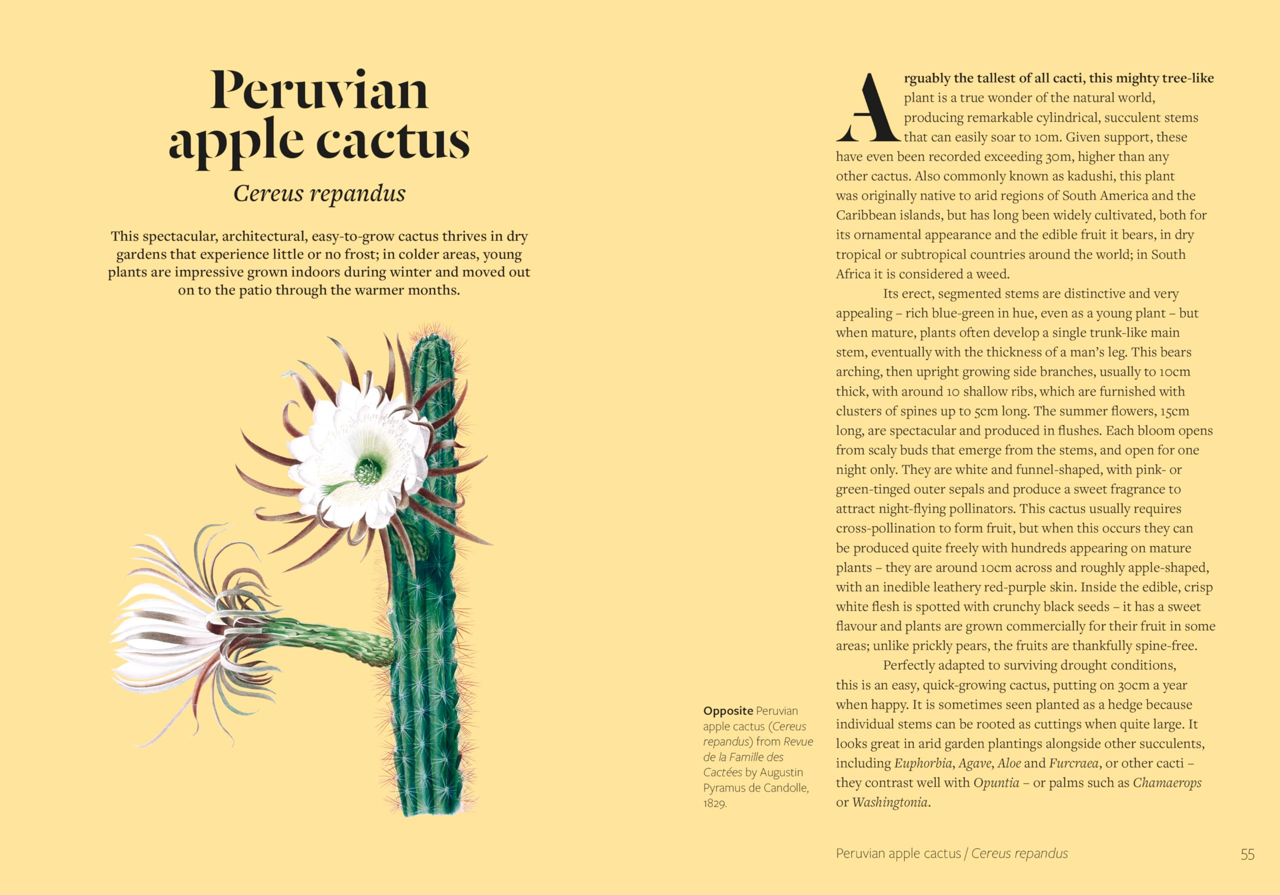 Kew - Parched: 50 Plants That Thrive and Survive in a Dry Garden