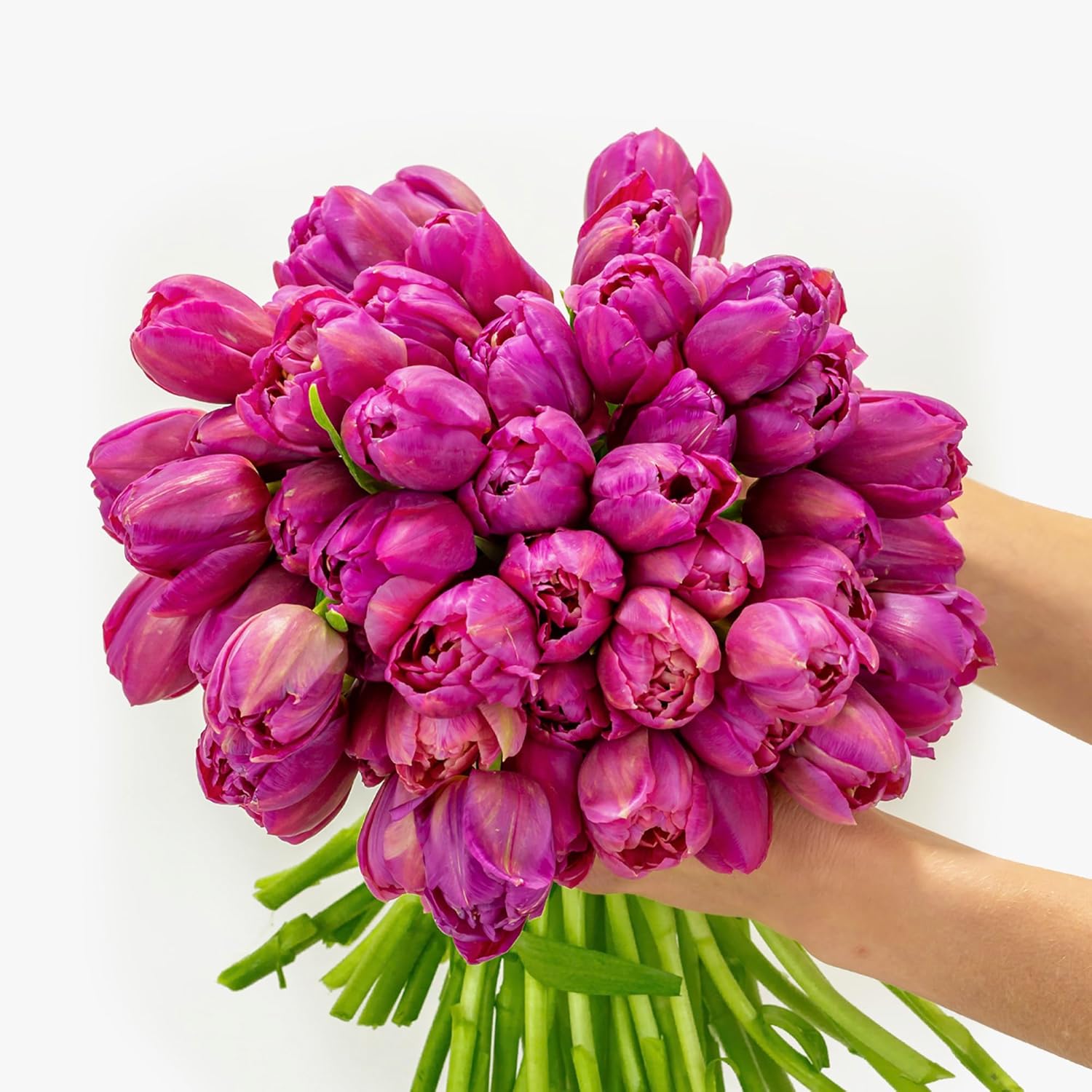 BloomsyBox: Bouquet Purple Peony Tulips - Best | 50 stems, Fresh Flowers from Netherlands Farms, Purple petals, Fresh Cut Tulips, Easy To Care | Care Card
