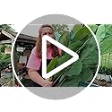 GarveeHome Artificial Fiddle Leaf Fig Tree 5.8ft Tall with 65 Decorative Leaves, Fake Fig Silk Tree in Pot, Artificial Tree in Plastic Pot for Home Office, Living Room, Corner Decor Indoor