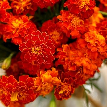 Eden Brothers Marigold Seeds