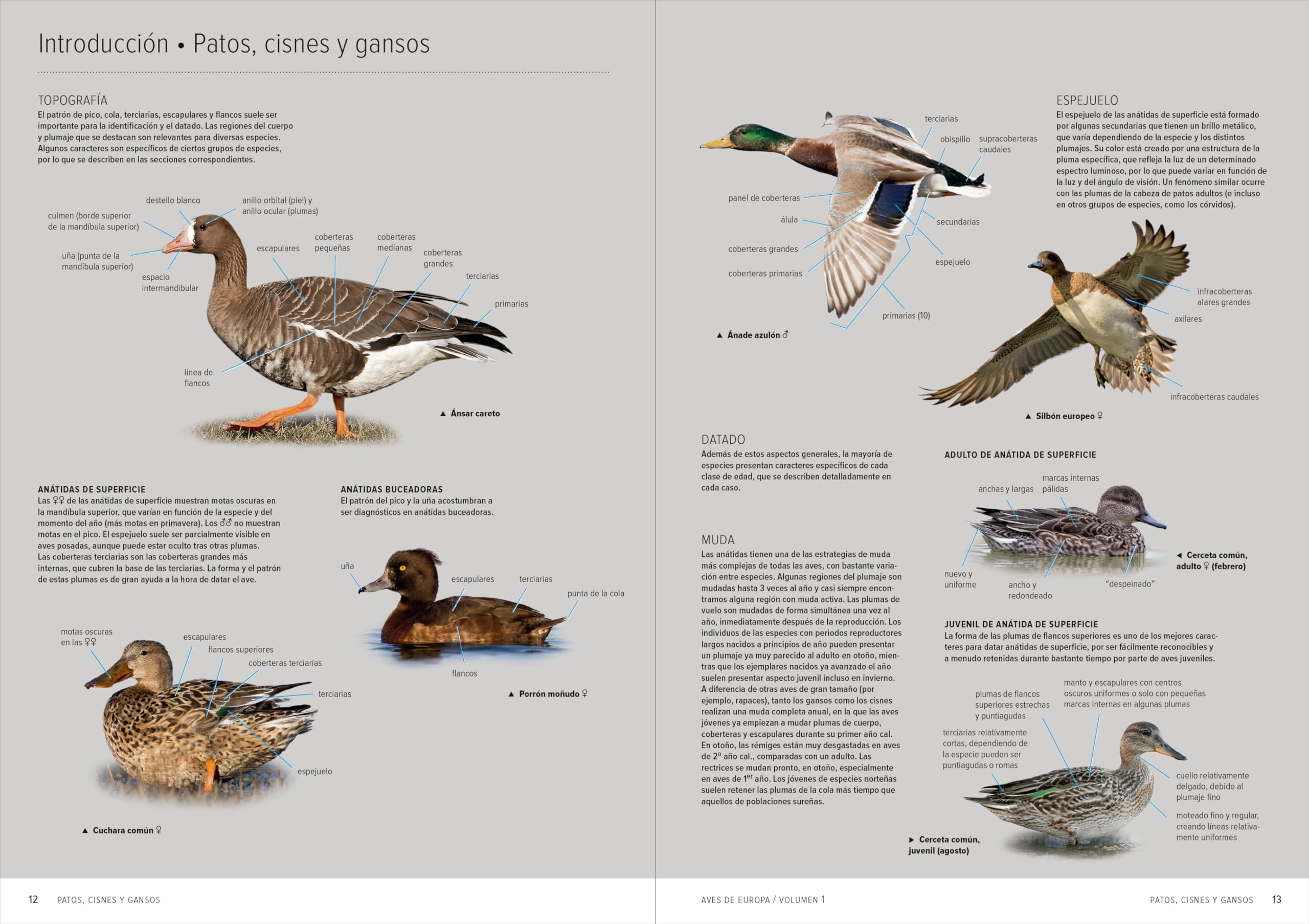 Aves de Europa: Identificación de todas las especies y plumajes
