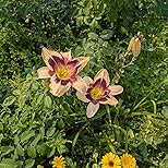 Customer Image, click to open customer review