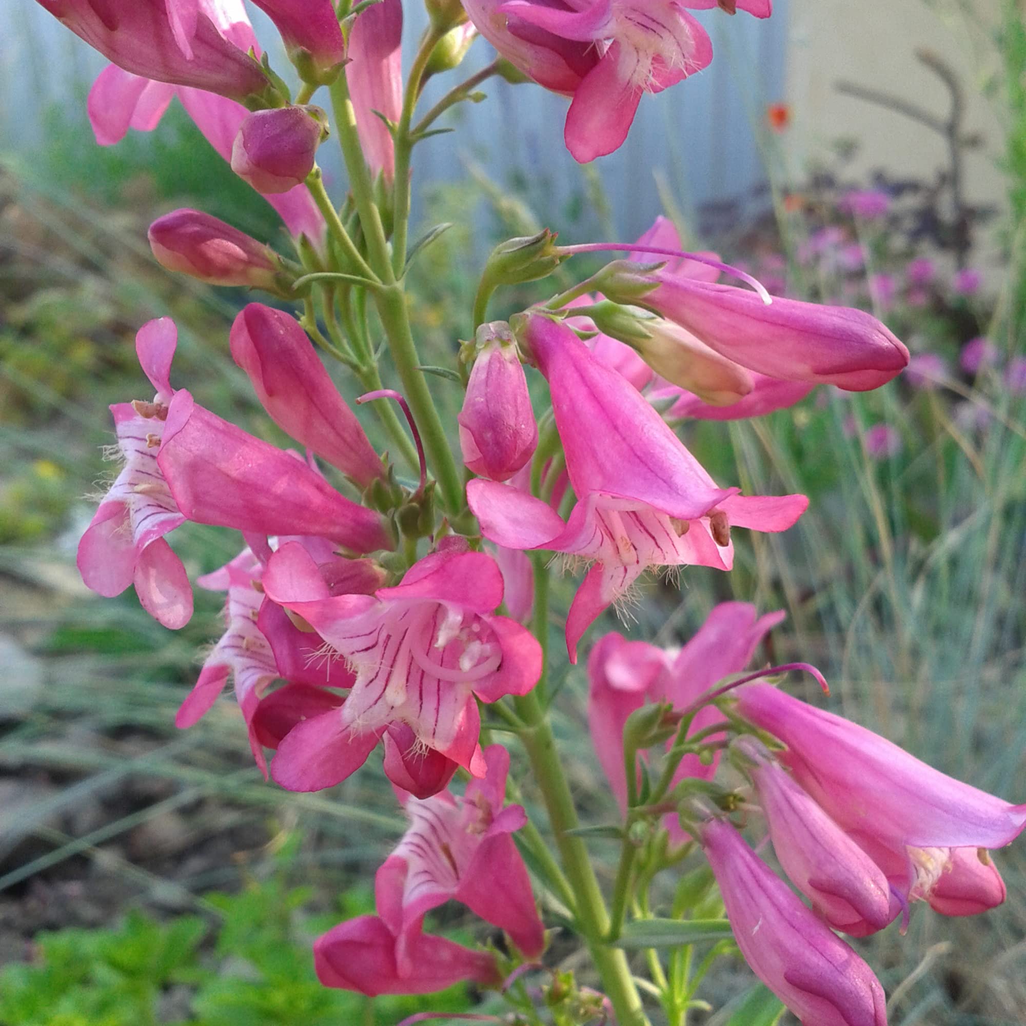 Penstemon Barbatus Rondo Penstemon Barbatus 'Nana Rondo Mix'