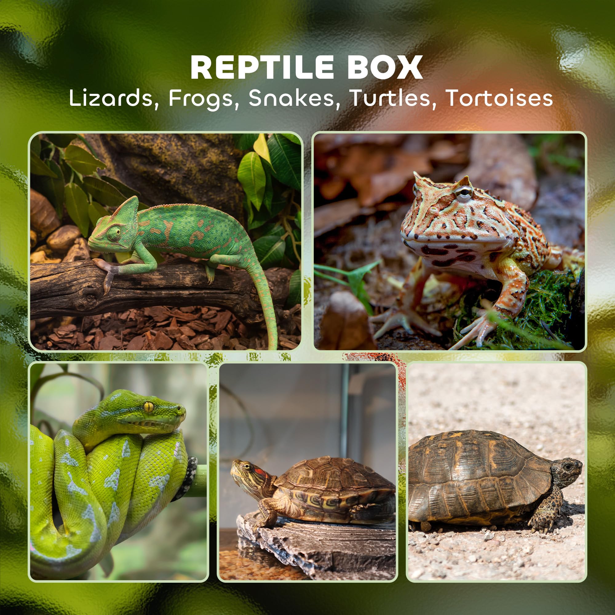 PawHut Terrarium aus Glas, für Reptilien, mit Belüftung, 30 x 30 x 45 cm | 40 l, Frösche, Eidechsen, Schlangen, Schildkröten, Schildkröten