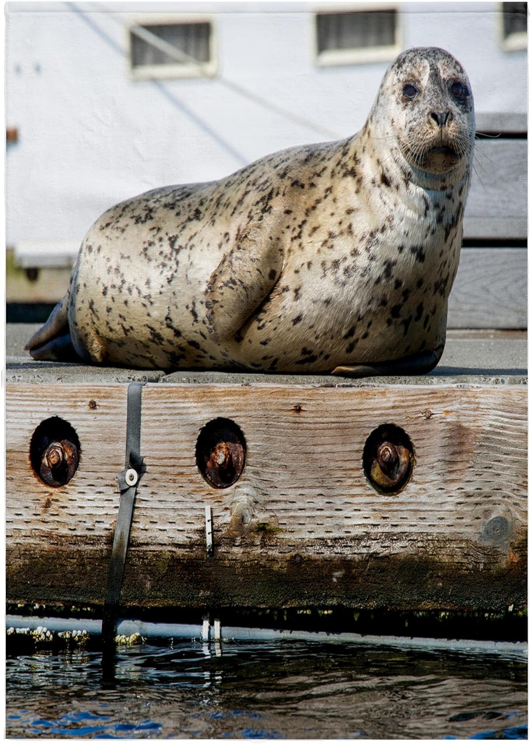 3dRose Washington State, Poulsbo. Harbor Seal on Dock. 22x30 Bath Hand Pool Towel