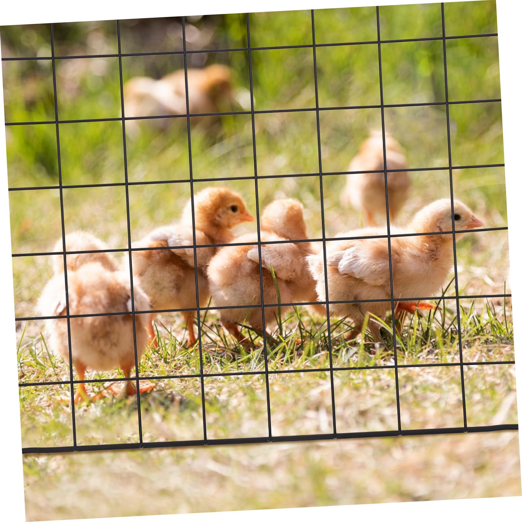 Yardwe Recinto Componibile per Piccoli Animali Gabbia in Ferro Regolabile 8pezzi per Polli Coniglietti Criceti Esterno Interno
