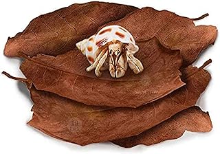 SunGrow Hermit Crab Large Indian Almond Leaves, Promotes Breeding, Dried Leaves for Added Humidity