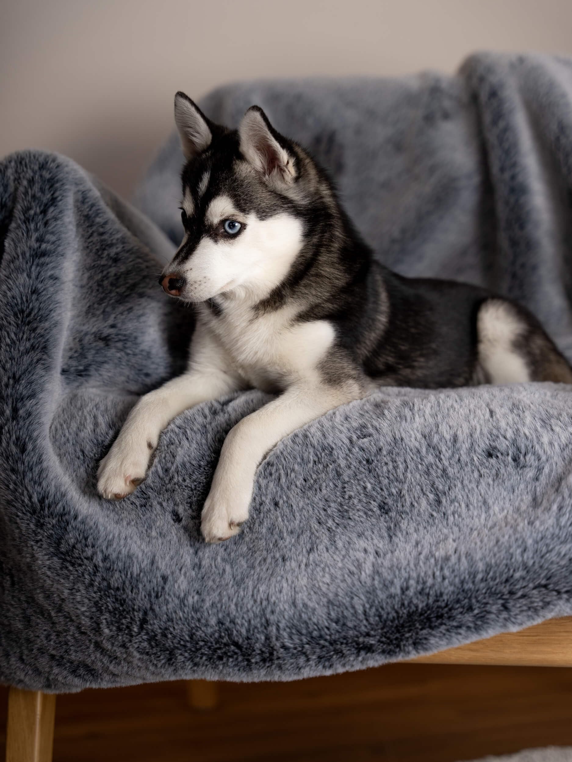 TrendPet Yuma Felldecke - Kuschelige Premium Hundedecke, geeignet für Hunde und Katzen oder in XXL als Sofadecke (170 x 100cm)