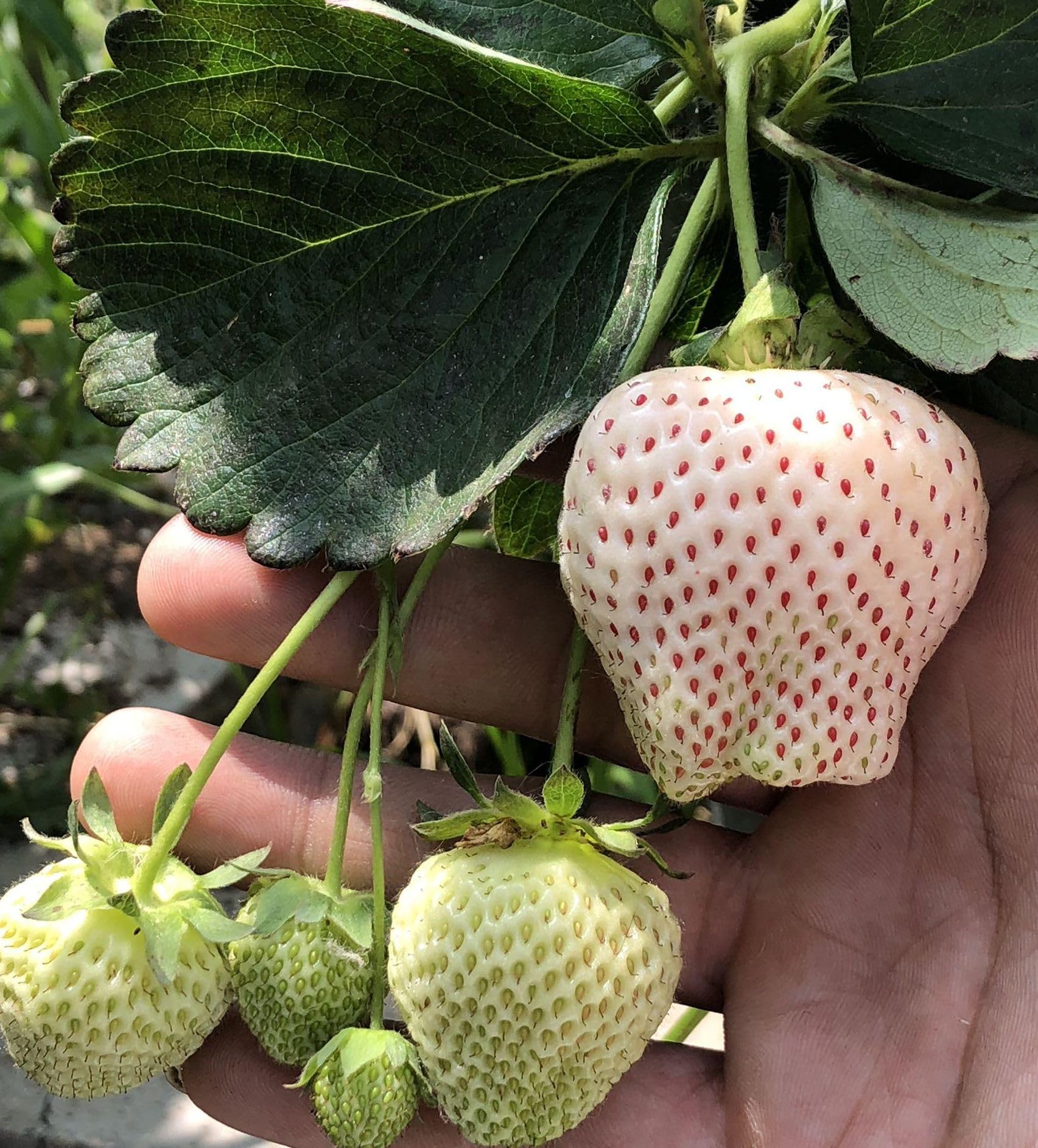 300+ PCS Giant Garden Strawberry Seeds - Sweet, Delicious Fruit Seeds For  Home Planting Strawberry Spinach Seeds
