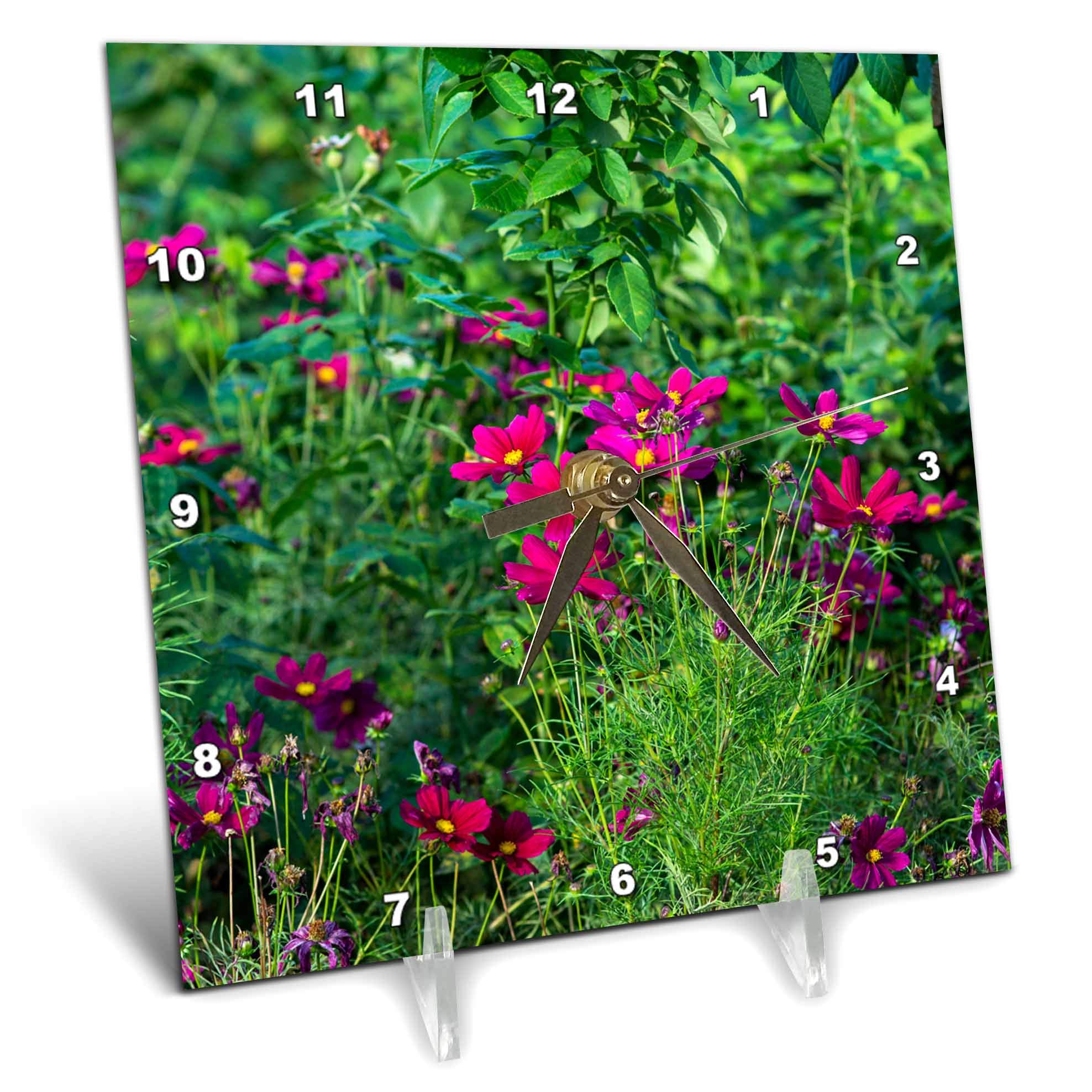 3dRose6x6 Desk Clock - Dark Purple cosmea Flowers on a Flowerbed. Green Grass and Leaves Alexis Photography - Flowers
