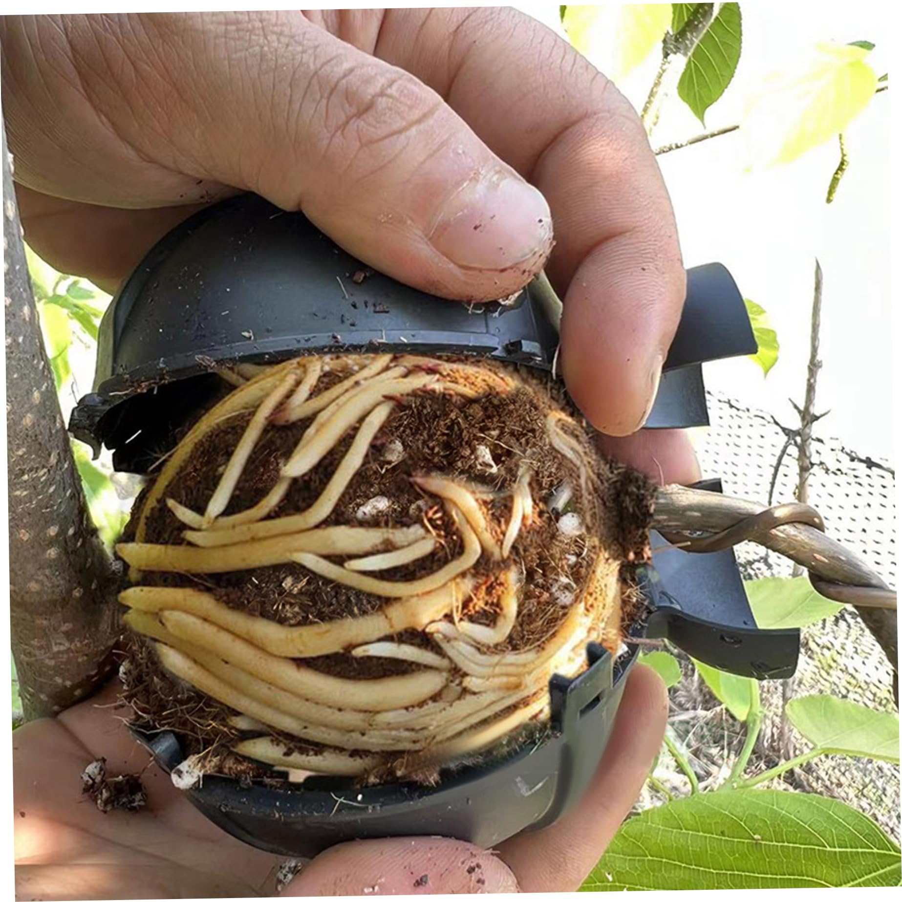 Vainas de de Aire, 20 Piezas, Bola de injerto de 3, 15 Pulgadas para Ramas de 0, 8-2cm, Bola de enraizamiento de Plantas autoblocante ventilada para jardinería
