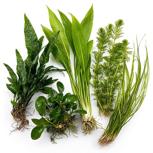 Assorted Mixed Plant Bundle - Live Aquarium Plant - Freshwater - Low | Medium | High Light