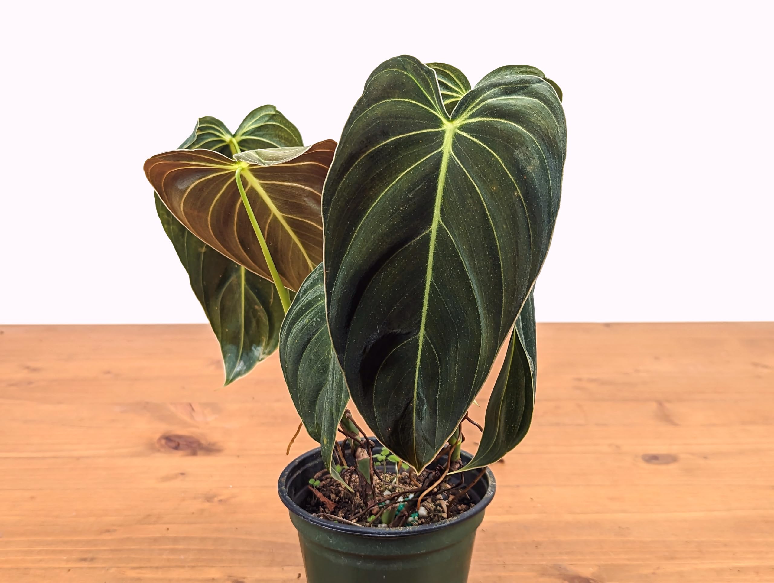 Philodendron Melanochrysum 'Black Gold" Live Houseplant in 4 inch Nursery Pot by PLANTAMANI Plant Co.