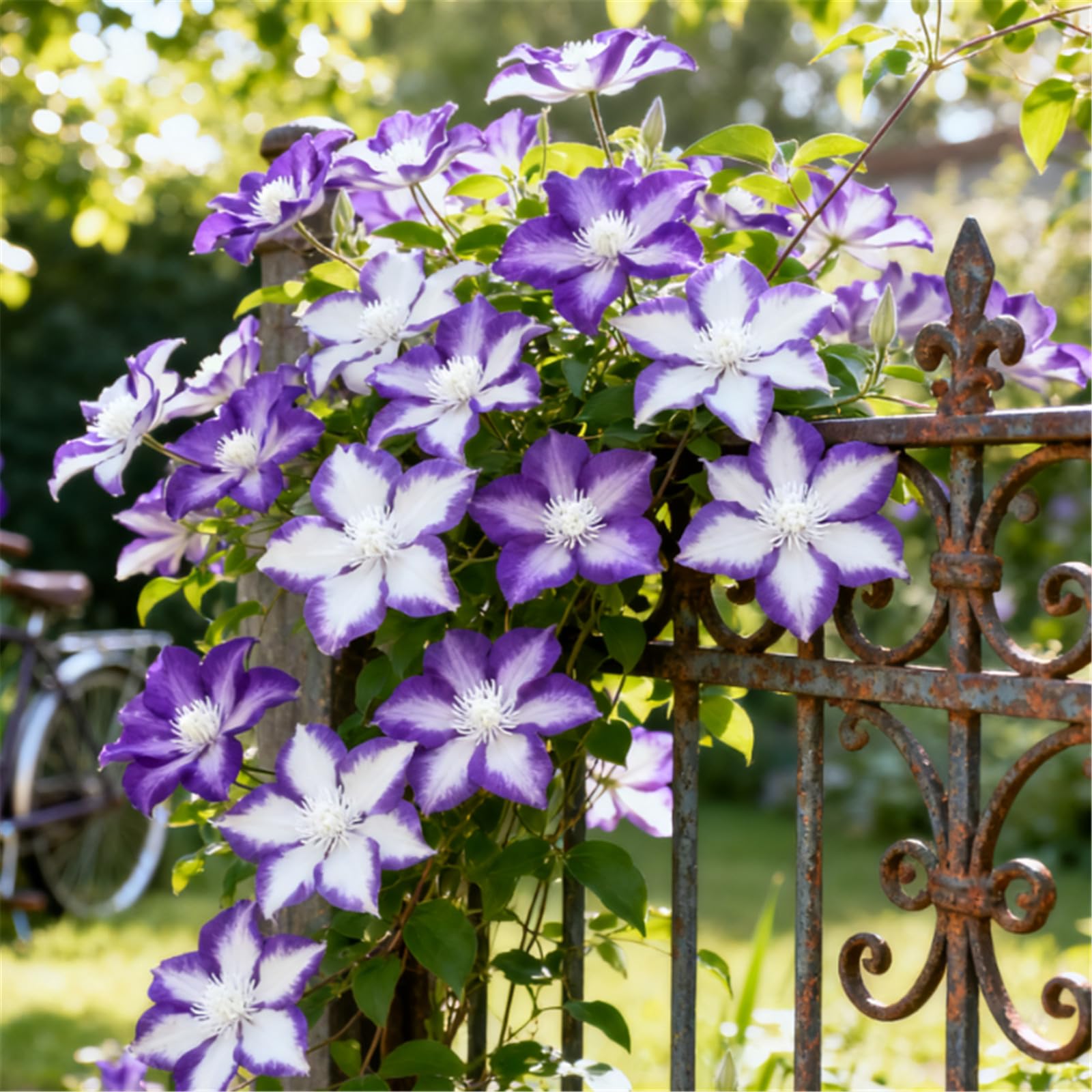A Must-Have for Garden Walls! Clematis Climbs Rapidly + Amazing Blooms/Bare Roots Hardy, Professional for Beautiful Indoor Displays-10 Roots-C
