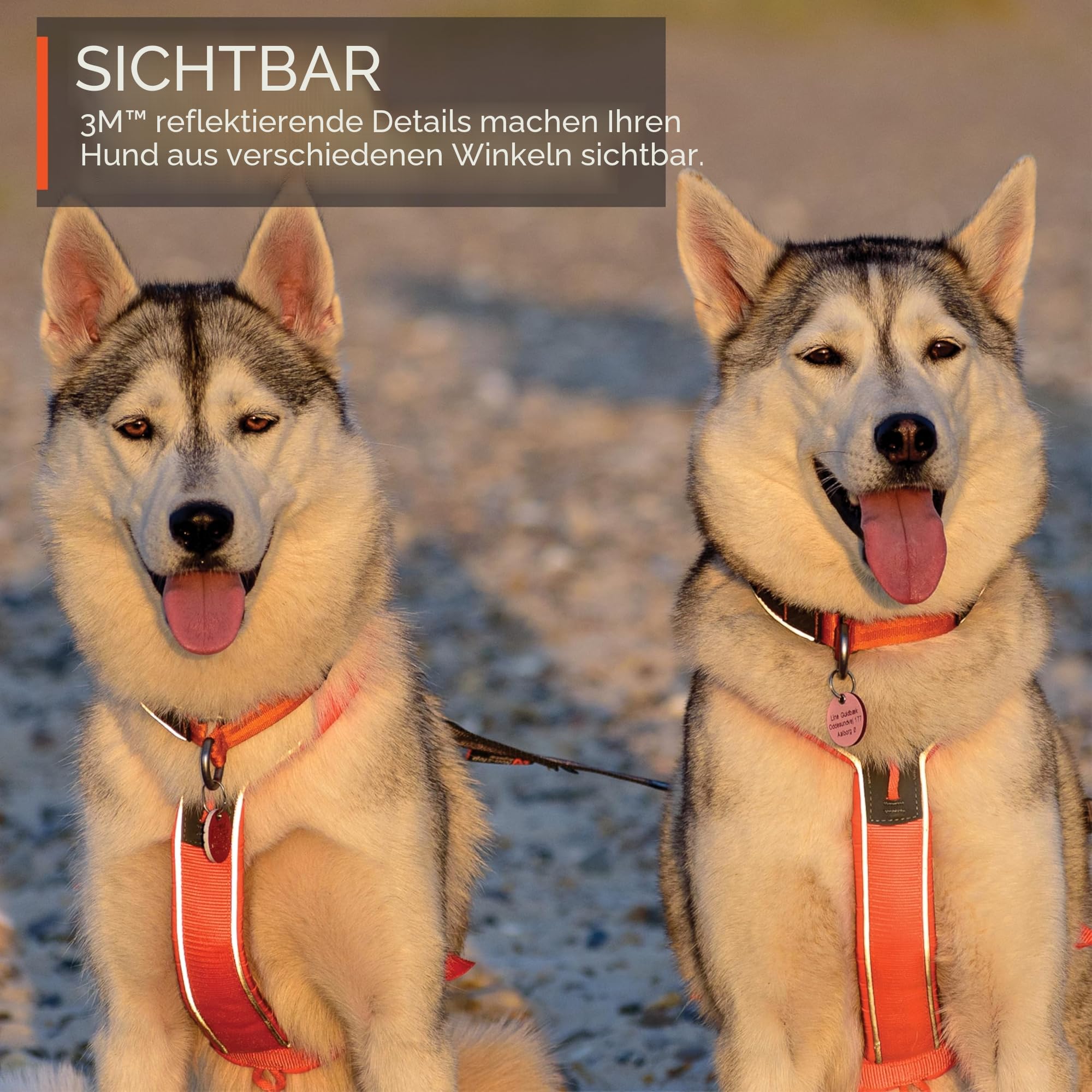 Non-stop dogwear Line Harness 5.0, Gepolstertes Hundegeschirr für kleine, mittlere und große Hunde, gemacht fürs Wandern, Sport und den aktiven Alltag, Größe 7