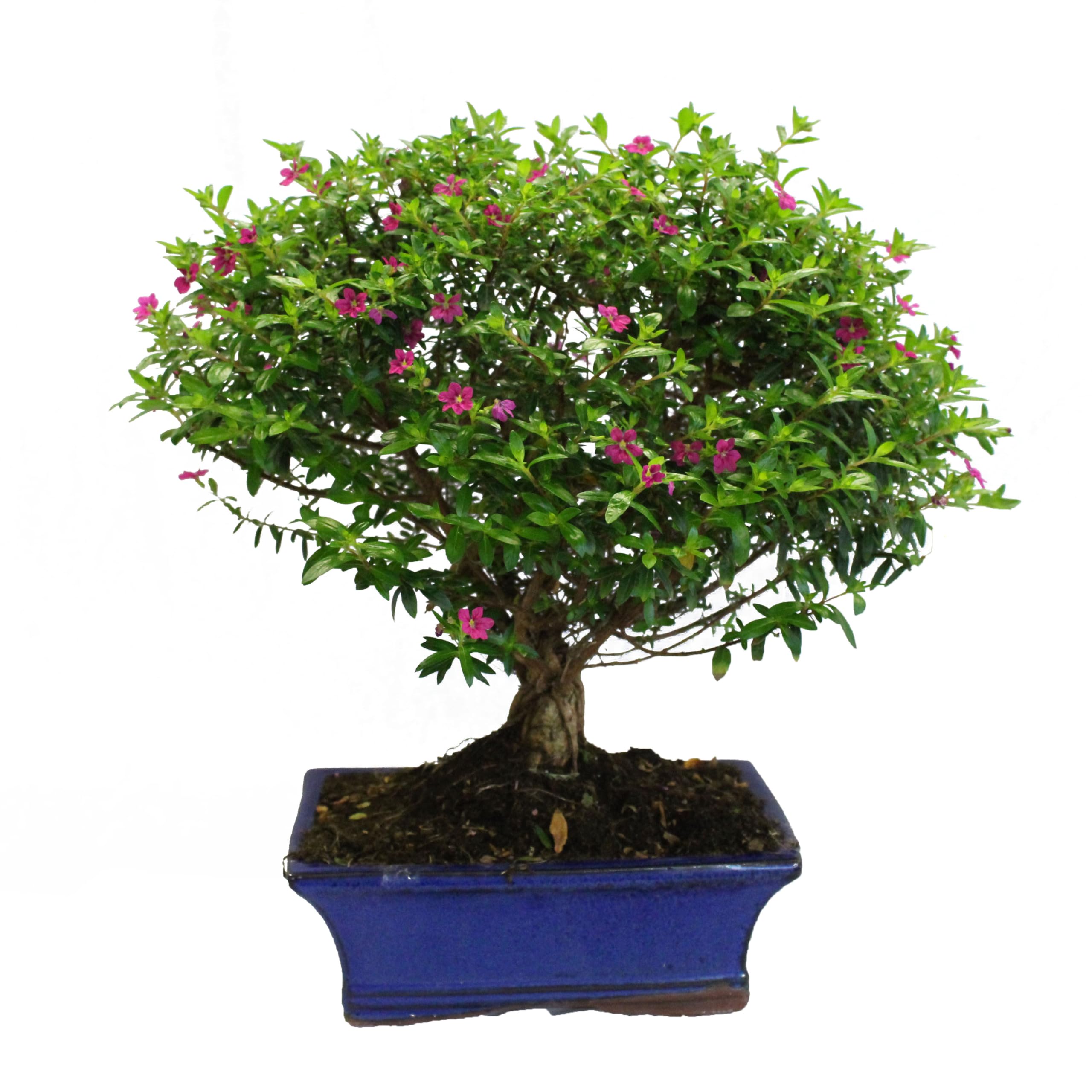KENTIS - Bonsai Cuphea Hyssopifolia - Real Outdoor Plants - Bonsai Flowers  - Handmade Ceramic Pot - Height 25-35 cm Pot Diameter 20 cm (Pot Diameter  20 cm) : Amazon.de: Garden