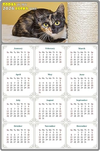 Calendario magnético 2025 – Imanes del calendario – Today is my Lucky Day – Resistente a la decoloración, desgarros y agua – Temática de gato 024 (7
