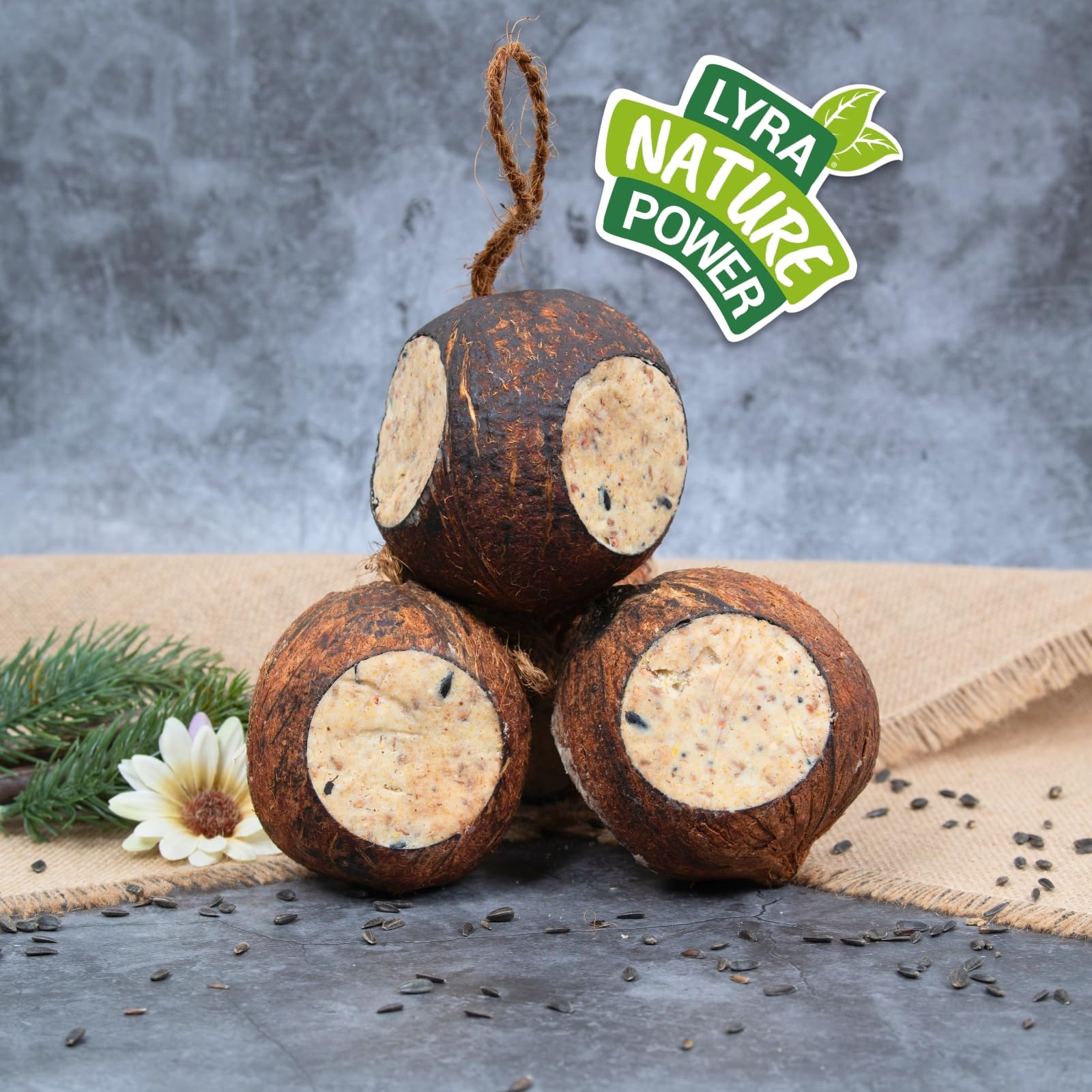Lyra Pet® 2 x 4 Noix de Coco entières remplies de 3 Trous | Nourriture Riche en Graisse pour Oiseaux Sauvages | Noix de Coco remplie de substances nutritives | Nourriture grasse pour Toute l'année